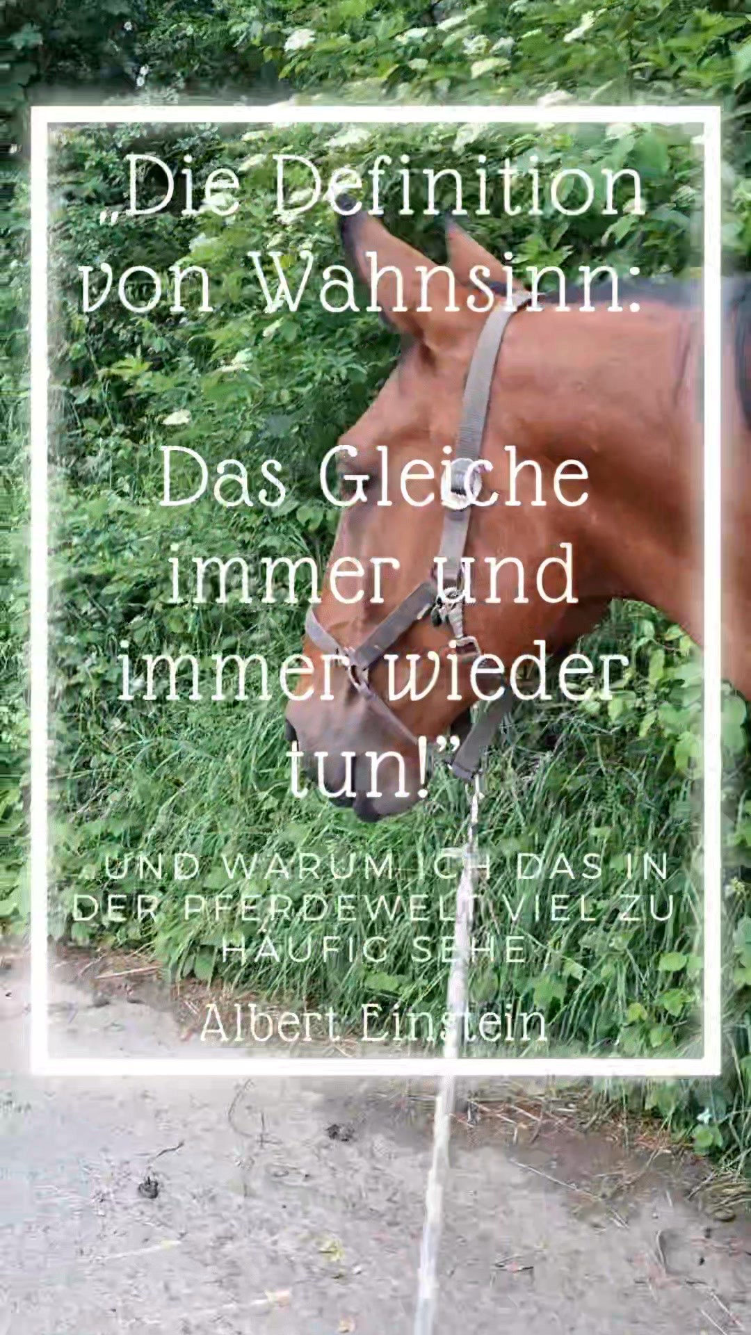 Viel zu oft kommen wir Sätze wie „Das haben wir ja immer schon gemacht“ oder „Das war schon immer so“ unter. Und dann fällt mir dieses Zitat von Albert Einstein ein. Zugegeben: Das ist schon ein echtes Kühlschrank-Zitat, aber es steckt viel unangenehme Wahrheit dahinter.
Denn wenn Du eine Veränderung mit deinem Pferd möchtest, musst DU etwas verändern. Und das ist der 1. Schritt!
Was möchtest Du verändern?
Wenn Du Hilfe bei Veränderung brauchst, Melde dich gerne bei mir unter 0174 80 200 36 oder über das Kontaktformular auf meiner Internetseite www.christina-reineke-pferdeosteopathie.de