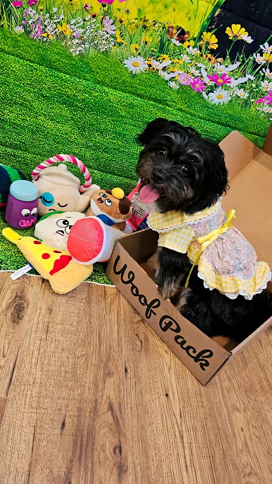 It’s picnic season, furshionistas! 🐾🍉 It’s time to pack those picnic baskets with yummy snacks and fun toys! 🧺🍕 🥪
⠀⠀⠀⠀⠀⠀⠀⠀⠀⠀⠀⠀ ⠀⠀⠀⠀⠀⠀⠀⠀⠀⠀⠀
And guess what? You could 𝗪𝗜𝗡 𝗔 $𝟓𝟎𝟎 𝗚𝗶𝗳𝘁 𝗖𝗮𝗿𝗱! 🎊 Don’t miss out—sprint over to
👉 www.PawshPets.Love to enter our Summer GIVEAWAY! Let’s make this summer the best one yet! ❤️🐶
⠀⠀⠀⠀⠀⠀⠀⠀⠀⠀⠀⠀ ⠀⠀⠀⠀⠀⠀⠀⠀⠀⠀⠀
P.S. 🎁 Surprise your fur baby with a box full of woof-tastic treats and toys! 🐕✨ Don’t miss out—tap the link in my bio to get $20 OFF!
👉 www.Furshionistas.com 🐈⬛️❤️
⠀⠀⠀⠀⠀⠀⠀⠀⠀⠀⠀⠀ ⠀⠀⠀⠀⠀⠀⠀⠀⠀⠀⠀
𝙒𝙤𝙤𝙛 𝙬𝙤𝙤𝙛! 🐶🐾 Ready for some serious cuteness? 🎬 Check out the full video on our other social channels and let the tail-wagging begin! 🎉❤️⠀⠀⠀⠀⠀⠀⠀⠀⠀⠀⠀⠀ ⠀⠀⠀⠀⠀⠀⠀⠀⠀⠀⠀⠀⠀⠀⠀⠀⠀⠀⠀⠀⠀⠀⠀
𝗘𝗡𝗧𝗘𝗥 𝗡𝗢𝗪 👉 www.PawshPets.Love 🐾❤️ OR Click the 𝙡𝙞𝙣𝙠 𝙞𝙣 𝙤𝙪𝙧 𝙗𝙞𝙤
👉 www.Furshionistas.com 🐈⬛️🐶💖
#Summer2025 🌞🎁 #GIVEAWAY #SAVETHEBEES 🐝🍯 #PawshPets #WoofPack #BuchosBarkery ⠀⠀⠀⠀⠀⠀⠀⠀⠀ ⠀⠀⠀⠀⠀⠀⠀⠀⠀⠀⠀⠀⠀⠀⠀⠀⠀⠀⠀⠀⠀⠀⠀ ⠀⠀⠀⠀⠀⠀⠀⠀⠀⠀⠀⠀⠀⠀⠀⠀⠀⠀⠀⠀⠀⠀⠀ ⠀⠀⠀⠀⠀⠀⠀⠀⠀⠀⠀⠀⠀⠀⠀⠀⠀⠀⠀⠀⠀⠀⠀ ⠀⠀⠀⠀⠀⠀⠀⠀⠀⠀⠀⠀⠀⠀⠀⠀⠀⠀⠀⠀⠀⠀⠀ ⠀⠀⠀⠀⠀⠀⠀⠀⠀⠀⠀⠀⠀⠀⠀⠀⠀⠀⠀⠀⠀⠀⠀ ⠀⠀⠀⠀⠀⠀⠀⠀⠀⠀⠀⠀⠀⠀⠀⠀⠀⠀⠀⠀⠀⠀⠀ ⠀⠀⠀⠀⠀⠀⠀⠀⠀⠀⠀⠀⠀⠀⠀⠀⠀⠀⠀⠀⠀⠀⠀ ⠀⠀⠀⠀⠀⠀⠀⠀⠀⠀⠀⠀⠀⠀⠀⠀⠀⠀⠀⠀⠀⠀⠀ ⠀⠀⠀⠀⠀⠀⠀⠀⠀⠀⠀⠀⠀⠀⠀⠀⠀⠀⠀⠀⠀⠀⠀ ⠀⠀⠀⠀⠀⠀⠀⠀⠀⠀⠀
#PicnicSeason #PicnicPawty #SummerVibes #PawshPets #Summer #SummerFun #SummerTime #Summer2025 #Unboxing #SanG #SanGennaroMtl #SanGCafe #Contest #Contests #EnterToWin #DogToys #DogTreats #PuppyToys #PuppyTreats #CutePuppyVideos #PuppyMomLife #PuppyLife #Yorkipoos #PuppiesOfInstagram