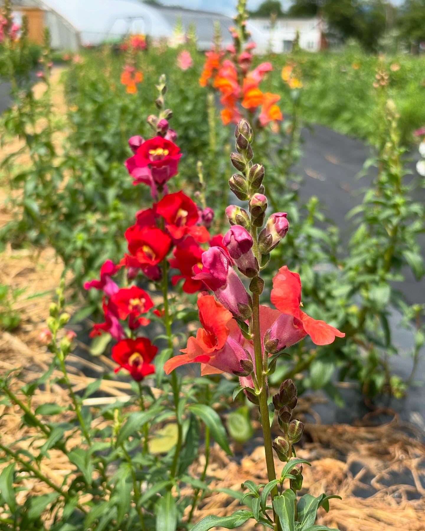 Pick Your Own Flowers!
The PYO flower garden will be open starting on Friday! These blooms will brighten anyone’s day.
Priced per pound. We have buckets and clippers, but you’re welcome to bring your own.
:
#longviewfarmstand #pyoflowers #zinnias #snapdragon #cleome #marigold #cosmos #rudbeckia #flowerpower #nhfarm #buylocalflowers