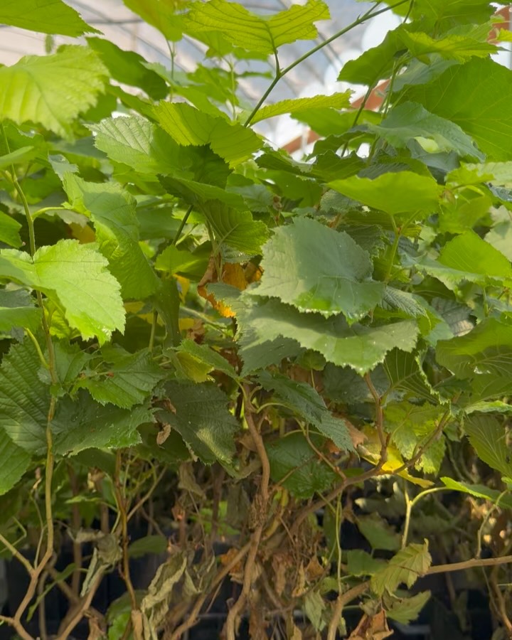Pruning transformation - before and after 💫💫💫#alpinetruffle
#alpinetruffleorchard #greenhouselife #summerwork #pruning #truffle #inoculatedoaks