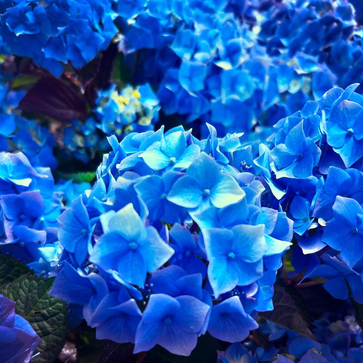 I wonder if the client saw me petting and photographing her intoxicating hydrangea.