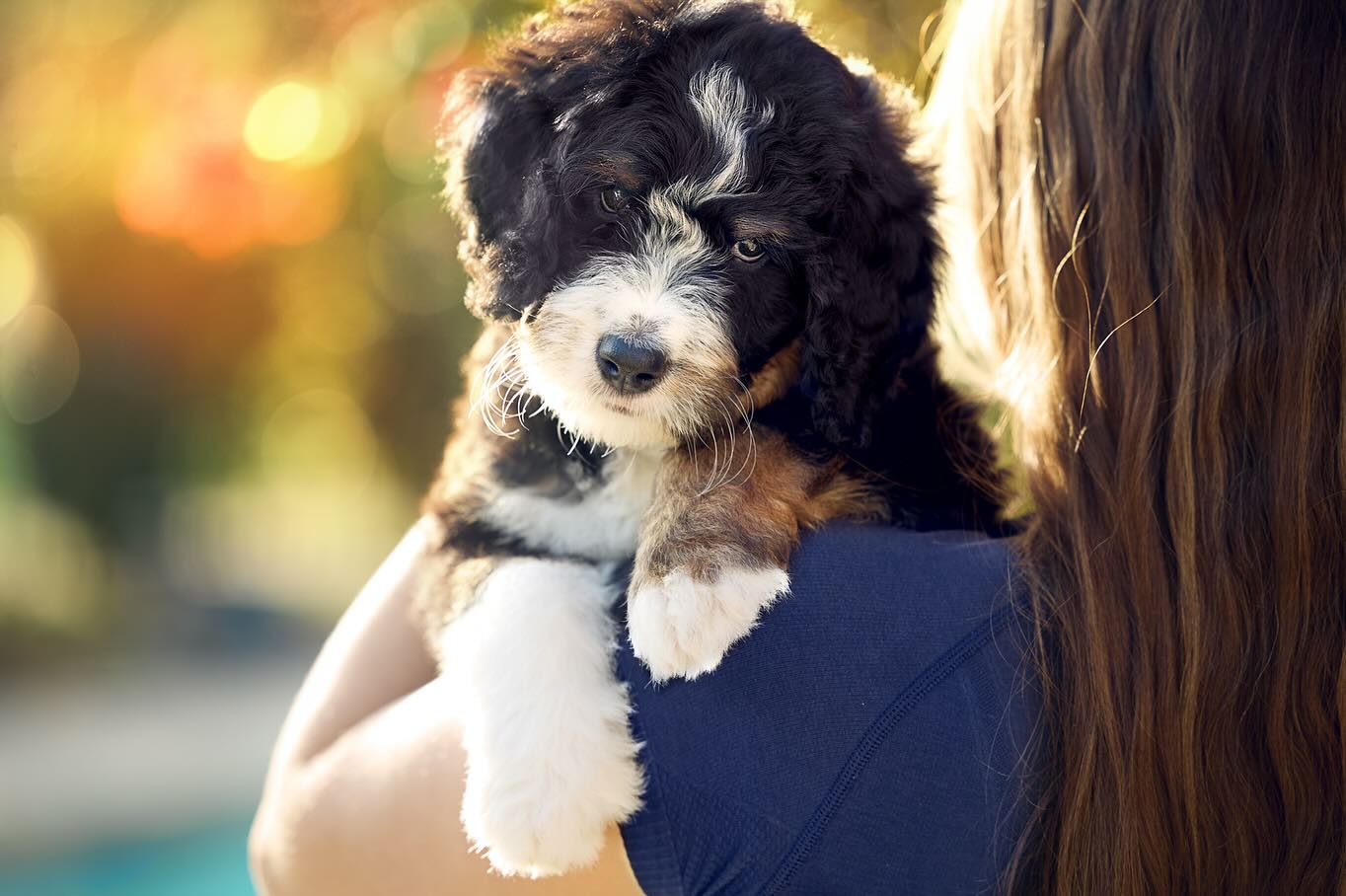 We have 3 adorable Bernedoodle puppies available and ready to go their forever homes July 19! 🐾🐶
If you think one of these sweet pups might be the perfect addition to your family, reach out to us through our website for more details.