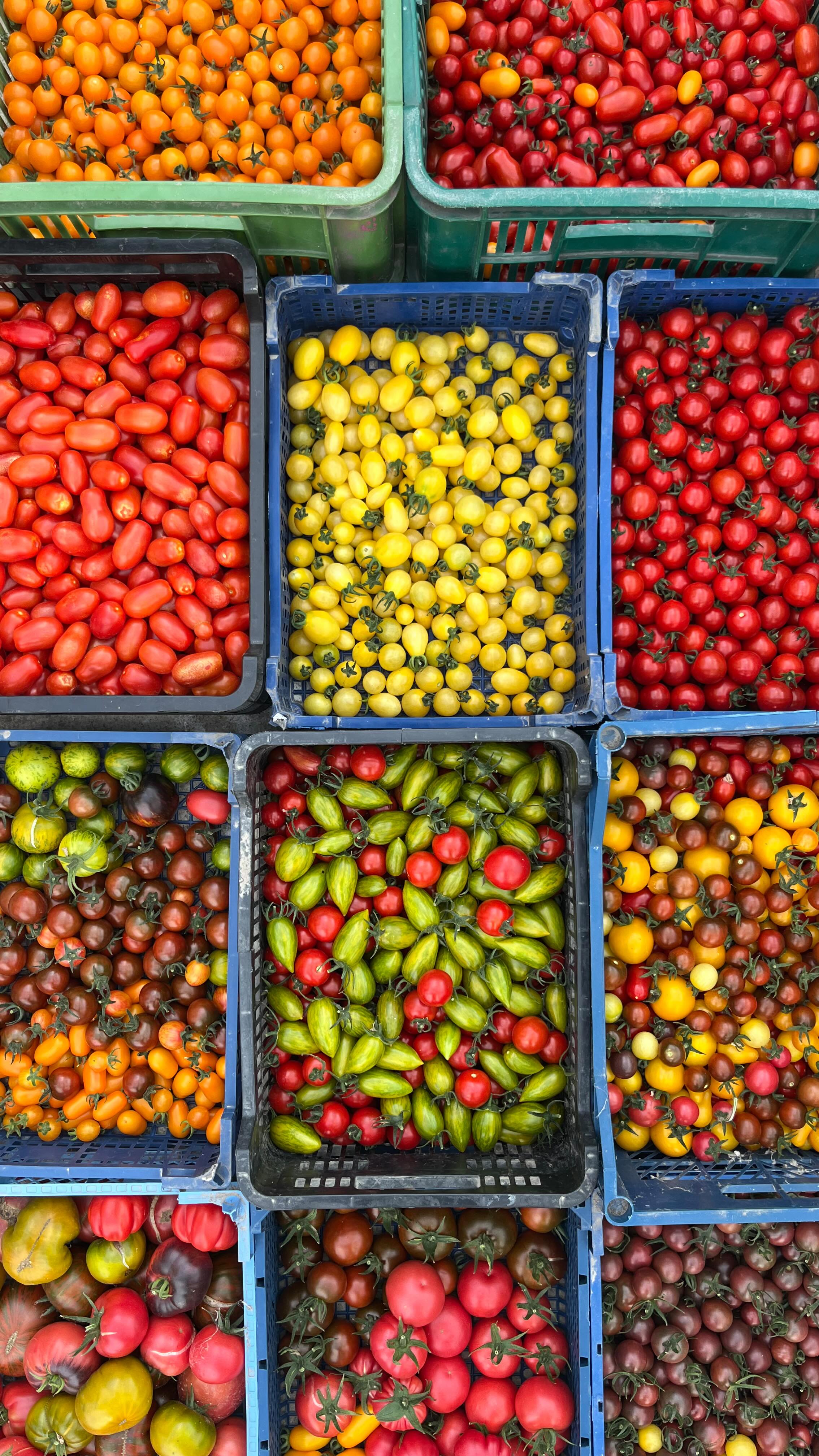 🧺 Samozber paradajok je spustený!
📅 Termíny nájdete na stránke.
Okrem paradajok u nás v skleníku vždy nájdete aj:
🥒 uhorky nakladačky
🥗 šalátové uhorky
🍆 baklažány
🎋 cukety
🌿 bazalku
🥬 mangold
🥦 kučeravý kel
🧄 cesnak
🧅 cibuľu
Čerstvé, lokálne a rovno z rastliny. Vidíme sa! 🌱🍅
#samozber #paradajky #lokalnezelenina #sklenik #uhorky #cuketa #baklazan #bazalka #mangold #cesnak #cibula #zdravojem #sezonnazelenina #domaceprodukty #slowfood #slovenskozahrada