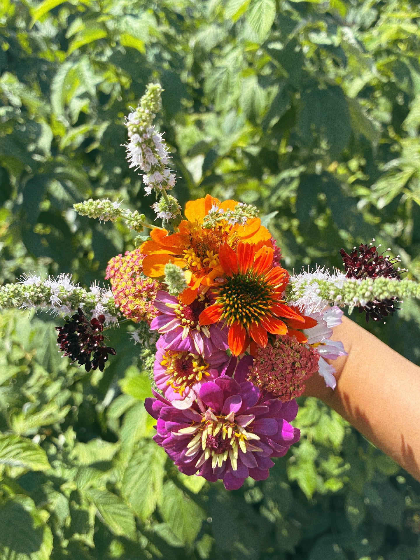 The first flowers of the season 💐
Image description: a photo of a tan hand holding a bunch of colorful flowers (zinnias, scabiosa, cosmos, yarrow, mint and echinacea) against a green raspberry bush
