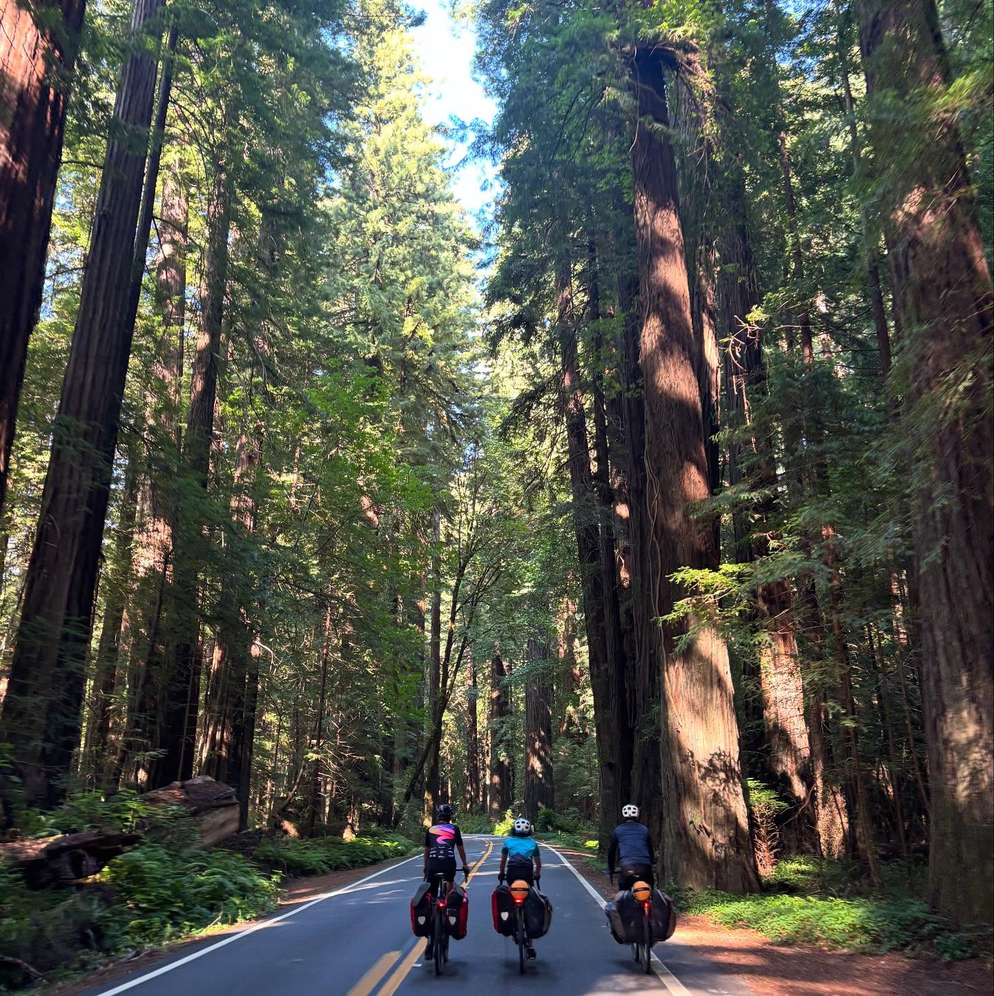 Two more days cycling through the redwoods, including the stunning Avenue of the Giants - dodging Highway 101 via pothole-riddled backroads and trails meant a broken spoke and cracked rim, but we’re patched up enough for now and rolling on.
Major shoutout to the incredible hiker-biker systems at the State Parks in WA, OR, and CA: $5-8 for a guaranteed campsite for cyclists even when everything’s been booked up for car campers since January—plus hot showers, drinking water, bear boxes, and often Wi-Fi and charging ports. Absolute game-changer for bike touring on the fly without reservations or a set plan.
Bonus joy: spotting Rambo Gabriel’s whimsical carvings in Eureka
#familybiketrip #redwoods #pacificcoastbikeroute #AvenueOfTheGiants #biketouring #bikepacking