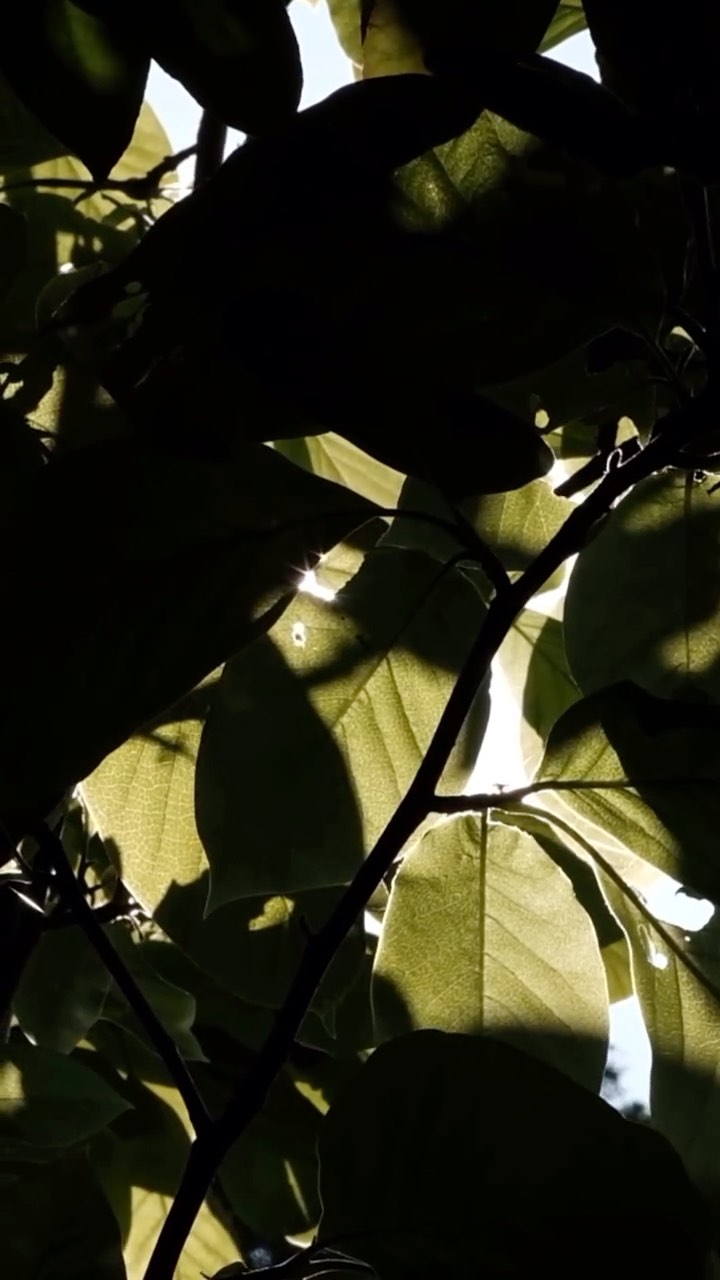 Sometimes all we need is a moment of stillness to feel connected again. The trees have been doing this forever 🌳 #natureconnection #slowdown #cornwallwild #mindfulnature