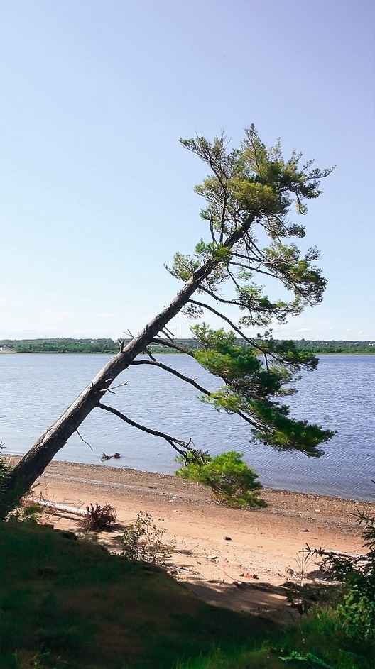 #ExploreBeaubearsIsland this summer! 🌲 Here’s a glimpse of our beautiful walking and hiking trails, but theres over 6km more for you to discover! 😄
Our on-demand ferry service runs daily from 10am - 5pm with our last boat returning at 4:30pm! 🌊
Start your adventure at our Interpretive Centre located at 35 St. Patrick’s Drive, Miramichi! See you this summer! 🌿