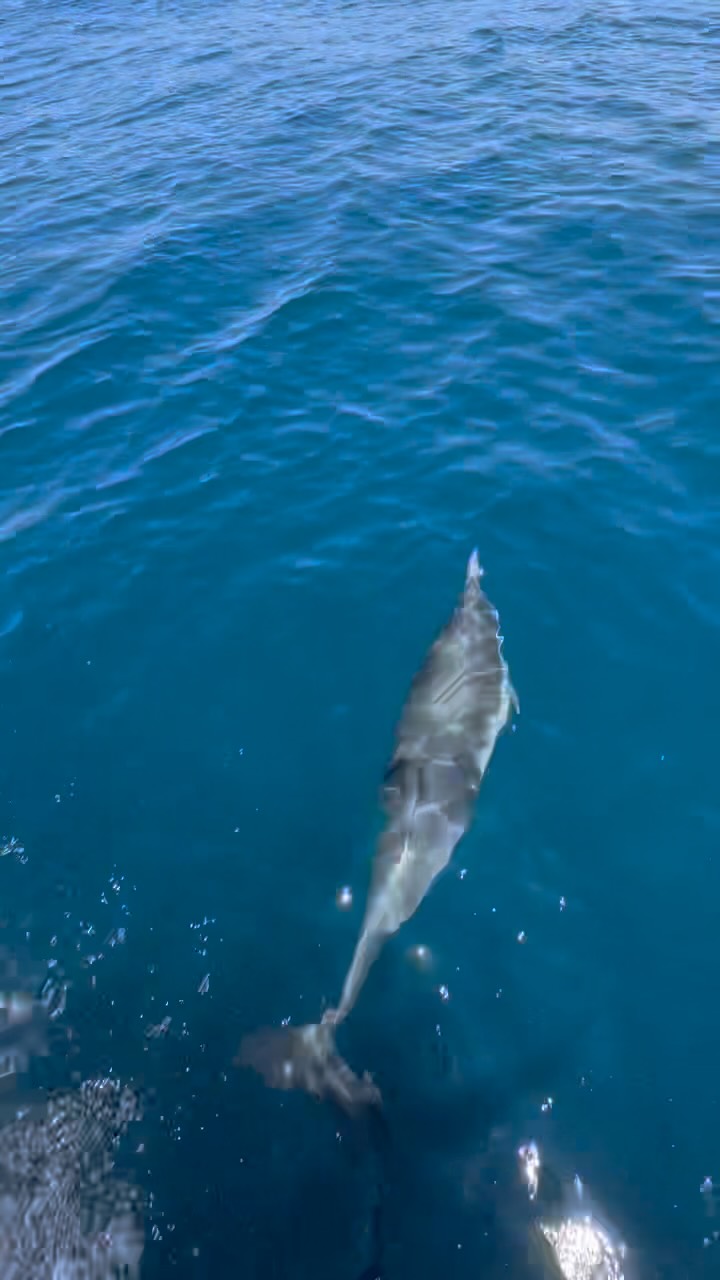 Just out here making dolphin friends. NBD. 🐬😉
#CoastlineSafari #whalewatching #sealife #ocean #northcounty