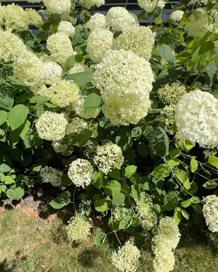 At the start of the year, I set a simple intention…
Do less. Nourish more—with myself and others.
Now, at the halfway point of the year, as the summer solstice arrives, I’m reflecting on how true and transformative planting that seed has been.
I’ve spent this season clearing out what doesn’t serve—old habits, unnecessary pressure, overcommitment. And in its place? More space. More ease. More time in nature, especially up in Michigan. And more room for what I call “shower thoughts”—those quiet insights that only come when we slow down enough to hear them.
I’ve noticed I don’t have as much going on in the day to day of the business—and that’s not a sign of slacking, it’s a sign of alignment.
As a CEO, if I’m doing too much—if I’m overloaded with noise, urgency, or things that don’t matter—I can’t be a clear channel for leadership.
This is the gift of doing less: it creates the conditions to lead with clarity, intuition, and impact.
So as we move into the second half of the year, I’m doubling down on that seed:
Less clutter. More nourishment.
Less doing for the sake of doing. More space to create what matters.
How are your seeds growing this year?
☀️🌻🌻☀️
#leadership #personalgrowth #consciousleadership #ceo