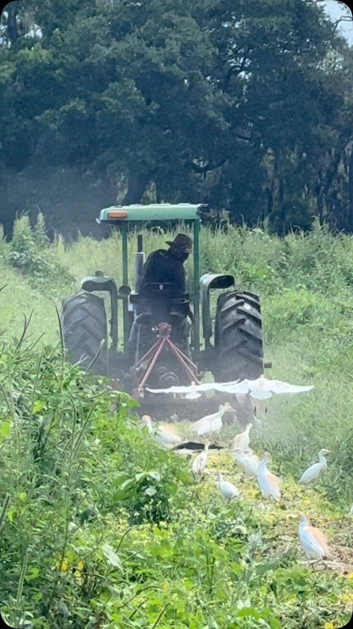 🌱 Back in the fields with CJ — continuing the Joseph Fields Farm legacy with heart and hard work. 👨🏾🌾
Every row he tends, every harvest he helps bring in, is done with deep care and respect for the land. CJ puts so much love into everything he does, and it shows — from the health of the soil to the vibrant, organic produce that ends up on your table.
When you support local organic farms, you’re not just buying food — you’re investing in passion, tradition, and a healthier future for all of us.
💚 Grown with love. Rooted in community.
#JosephFieldsFarm #CertifiedOrganic #SupportLocalFarms #NextGenFarmers #FarmWithLove #SustainableFarming #EatLocal #OrganicWithHeart