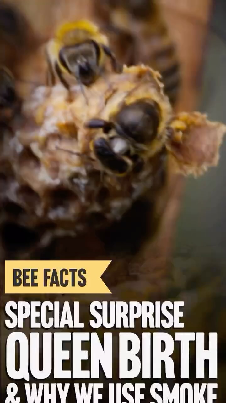 Grant Stiles takes us through the reasons for using smoke before entering a hive while he prepares a smoker using pine needles. Once he arrived at the hive he discovered a queen cell that was ready hatch and helped the queen emerge to start her journey. #beekeeping #queen #beebirth #queenbirth #beesmoker #hive #farm #farming #pollination #pheremones #honey #localhoney #allergies #smallbusiness #honeybees #honeyharvest #agriculture #farmtour