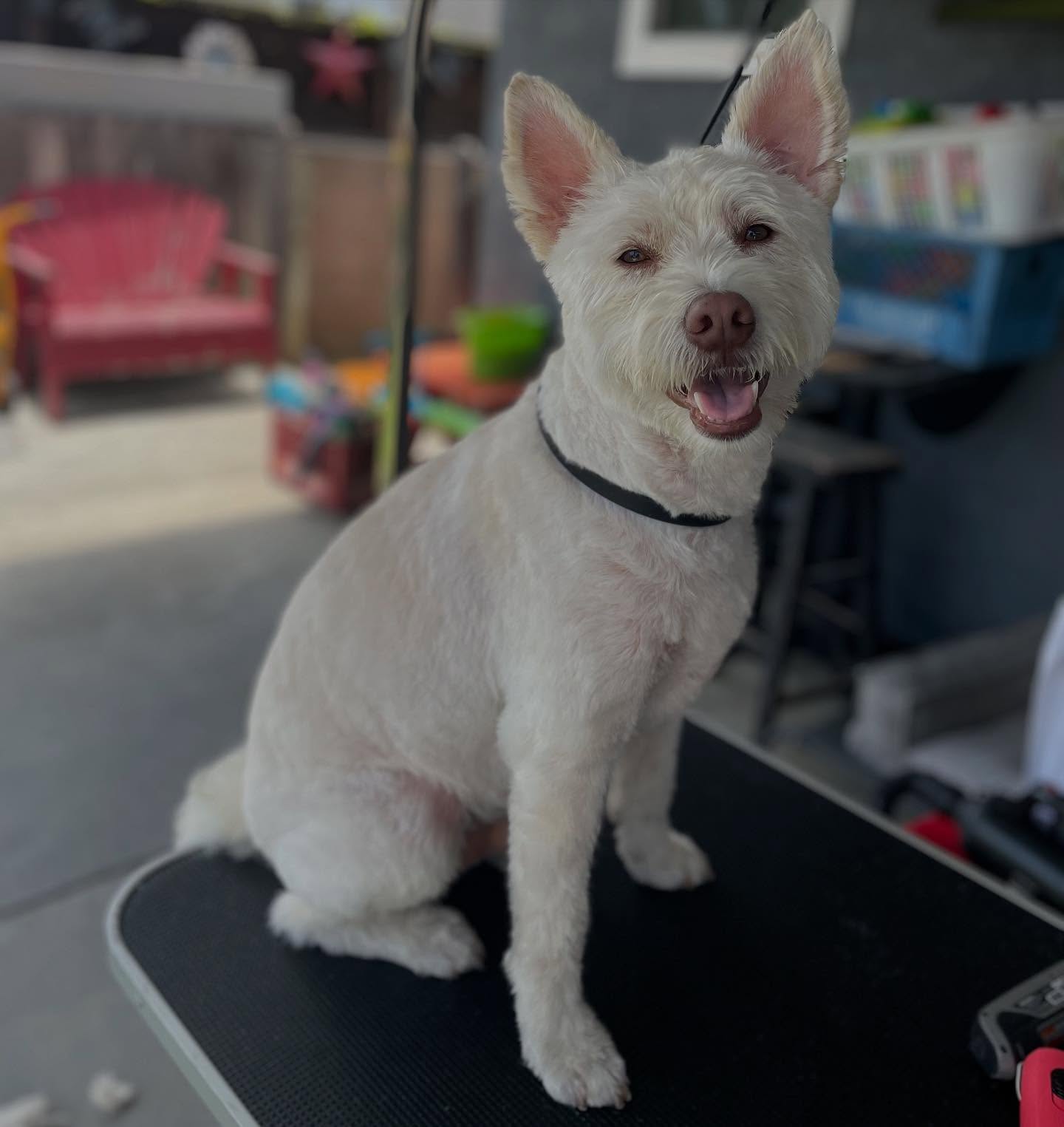 Swipe to see the transformation — and not just in looks! 🐾💫
Grooming isn’t just about a clean coat; it’s about how your pup feels throughout the process. That “before” face? A little unsure. But after some gentle handling, tasty treats, and stress-free pampering, we’ve got a whole new attitude shining through! ✨🐶
We pride ourselves on making grooming a positive experience, so your dog leaves looking AND feeling their best.
#HappyDog #GroomingTransformation #BeforeAndAfter #FearFreeGrooming #DogGroomer #HoundsToothSocialClub #MobileGroomer #MobileDogGrooming #MauiHi #Maui #Hi #LuckyWeLiveHi #Socal #LBC #California #LongBeach #LongBeachCA #LBCDogs #LB #MauiDogWalking #DogWalking #DogTraining #DogMom #DogsOfInstagram #DogGroom #MauiDog #LongBeachCalifornia