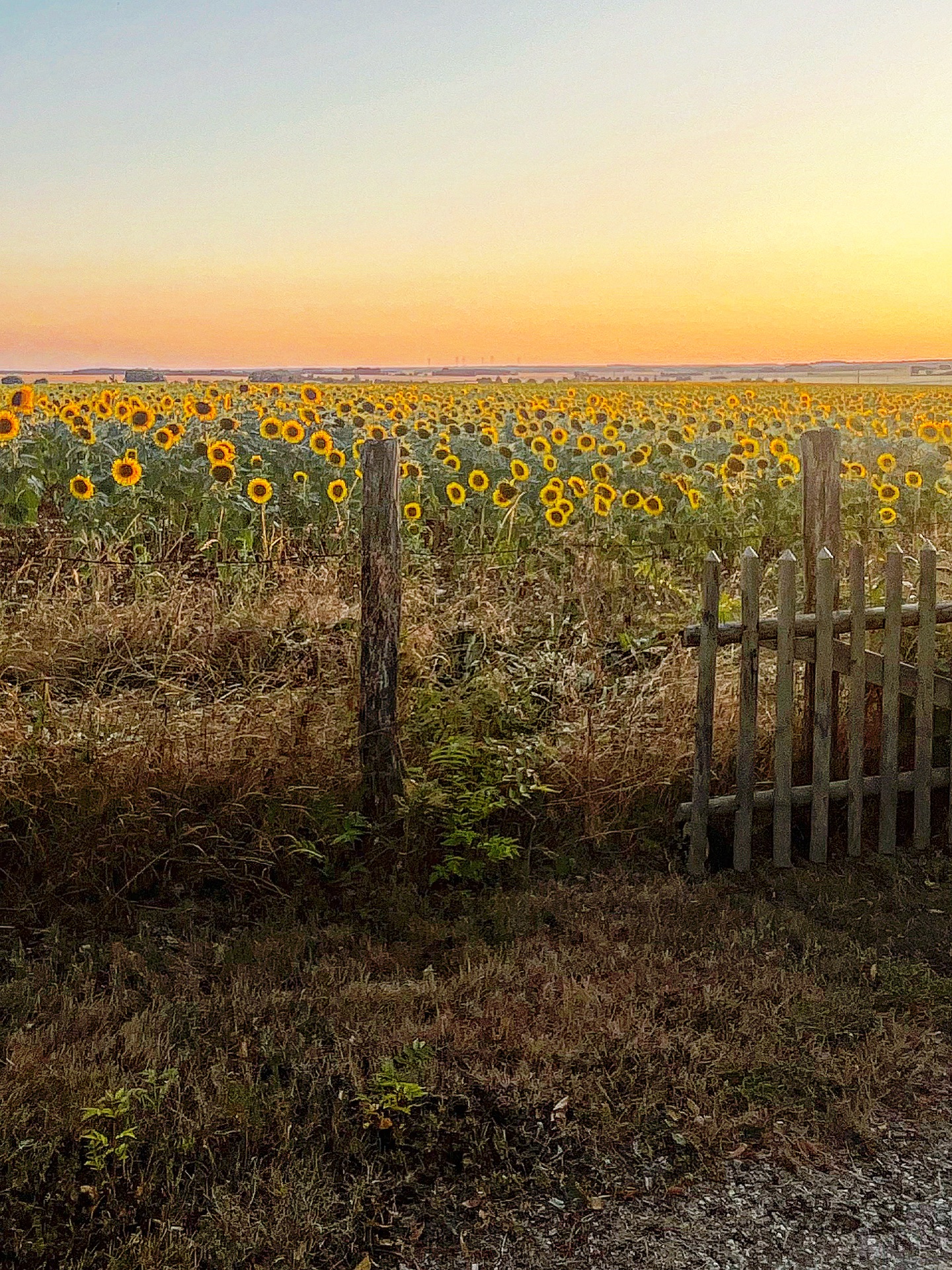 Golden hour & Sunflowers
Quand la nature se fait décor.
Immortaliser ce genre de spectacle.
Passion tournesols ; lumière dont je ne me lasserai jamais… ✨
Combo parfait.
Bon dimanche 🌻
Tournesols | coucher de soleil | golden hour | beauté de la nature