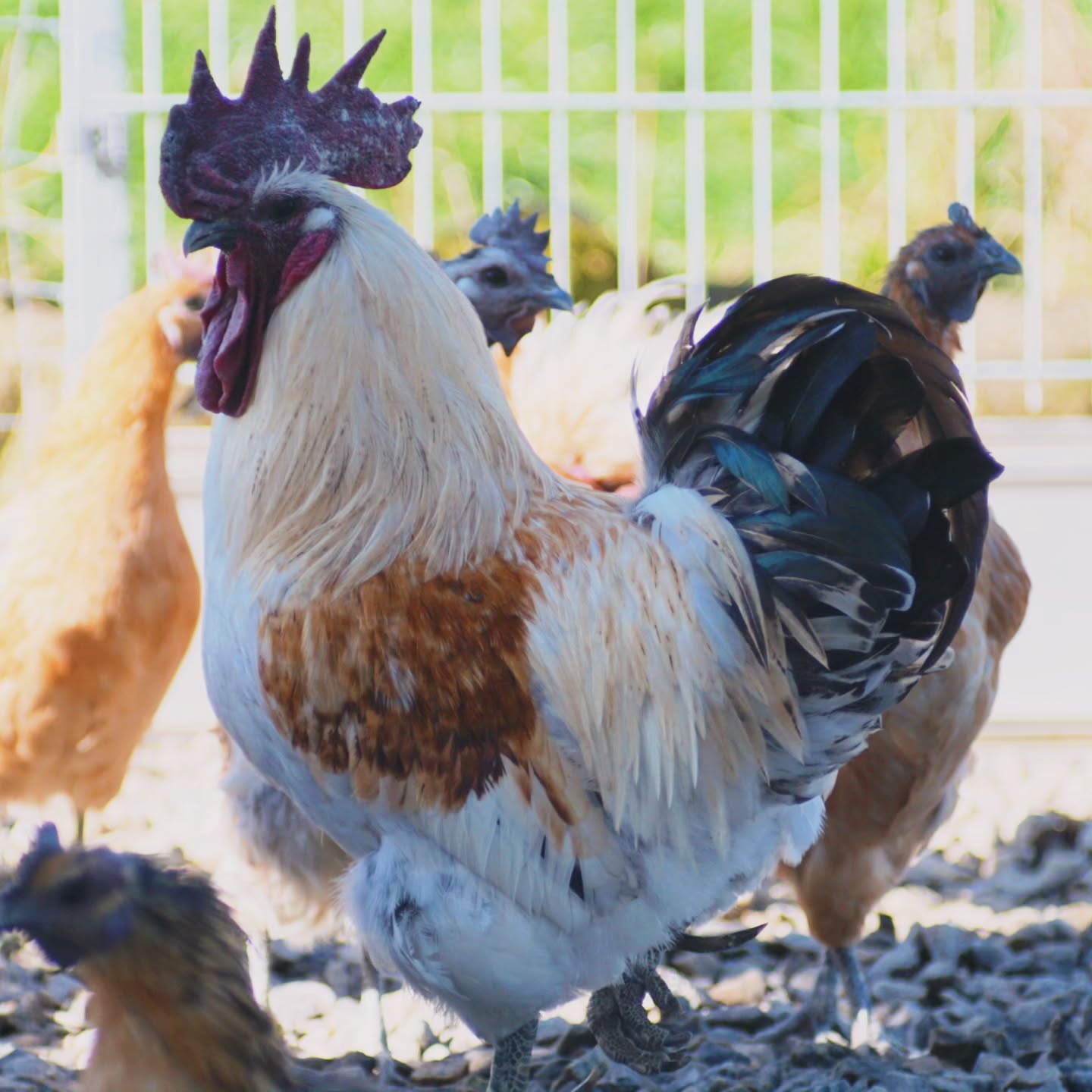 🌿🐔 Dongxiang Lukedanji – das schwarze Juwel aus China 🖤🥚
Diese seltene Hühnerrasse beeindruckt nicht nur durch ihr farbenfrohes Gefieder, auch ihre Eier haben es in sich! Die blau/grünen Eier der Dongxiang Lukedanji gelten in der traditionellen chinesischen Medizin als stärkend für das Immunsystem, reich an Antioxidantien und voller wichtiger Mineralstoffe. 💪✨
Ein echtes Superfood mit Geschichte!
_____________________________________________
𝗩𝗲𝗿𝗳ü𝗴𝗯𝗮𝗿: Bruteier 🐣, Küken 🐥, Junghennen 🐓
𝗙𝗮𝗿𝗯𝘀𝗰𝗵𝗹ä𝗴𝗲: schwarz, silber, hampf
𝗵𝘁𝘁𝗽𝘀://𝘄𝘄𝘄.𝗯𝗿𝗼𝗵𝗼𝗹𝗺𝗲𝗿-𝘇𝘂𝗰𝗵𝘁.𝗰𝗼𝗺/dongxianglukedanji
Instagram & TikTok @huehnerwelt_rauch
Facebook @rauchs_huehnerwelt
_____________________________________________
Liebe Grüße
Euer Gabriel von Rauchs Hühnerwelt
#poultry #chickenfarm #bruteier #hatching #chickenfarming #eggs #chickenfarm #happywachtel #blackchicken #crazychickenpeople #chickenphotography #chicken #chickenkeeping #chickenlove #animals #lovemyanimals #hühnerfutter #hühnerstall #hühner #Rauchshuehnerwelt #Hühnerfacts #RauchsHühnerwelt #GeflügelLiebe #Landleben
#DongxiangLukedanji #Superfood #HeilkraftDerNatur #Hühnerliebe #natürlichegesundheit