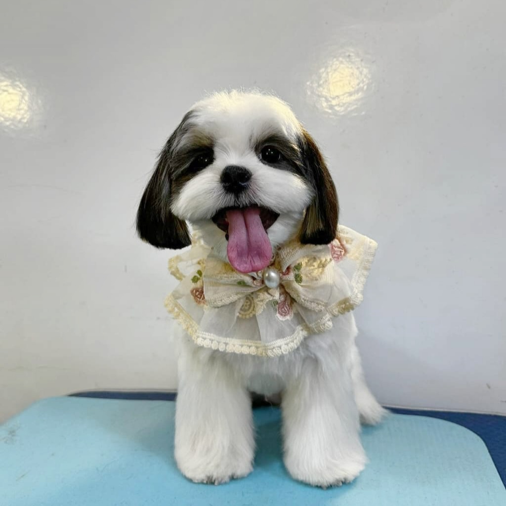 “Soft, shiny, and stealing hearts — one paw at a time 🐾💖”
-
-
-
-
-
-
-
#PetsMan #petmobilegrooming #doortodoorservice🚗🏡 #petlovers #petgrooming #petslove #petsgroomer #petsgroomingPetsMan 🛁🐶
