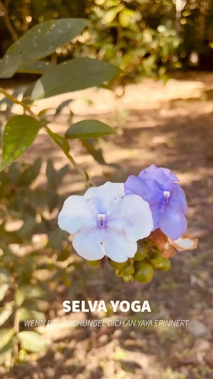 YOGA. A small word, like a gentle breeze – yet it carries the entire depth of the soul within it. Yoga means union with God. It is a remembering. Remembering the connection that was never truly lost. Remembering the love that is greater than words. Remembering Yaya – the divine source of all life.
There are many paths back to Yaya. Some find Yaya through quiet understanding, some through action,
and some through the burning longing of the heart. Each path is beautiful, when it rises from within.
Imagine all of these paths leading into the jungle. Selva Yoga. The Yoga of the Jungle. The path where Yaya lives in every root, every ant, every flower that opens at dawn.
Grateful for all moments in silence at this beautiful place @centrositulli 🍃🌿🛖🌺
#yoga #selva #jungle #healing #union #love #yaya #retreat #plantmedicine #masterplants #connection #greatspirit #remembering #god #silence