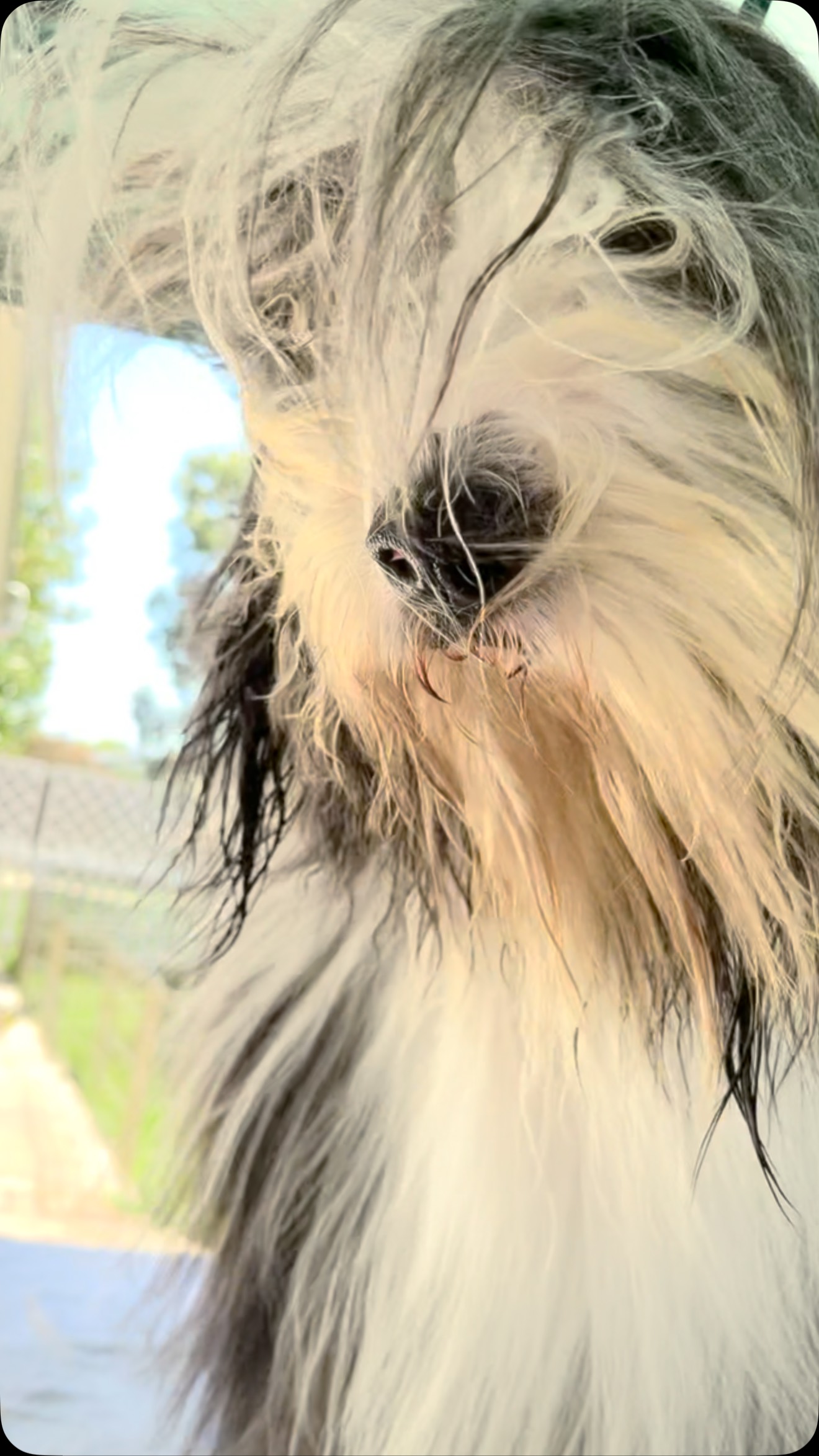 ✨Weekend vibes loading… in slow mo 😍🐾
This Bearded beauty is here to remind you to strut into the weekend like you own it—wind in your fur, heart full of joy, and absolutely no rush.
Whatever your plans are, may they be full of fun, fluff, and fabulous energy. 💃🐶💫 #BeardedCollieMagic #WeekendMood #FluffyAndFabulous #SlowMoSwagger
