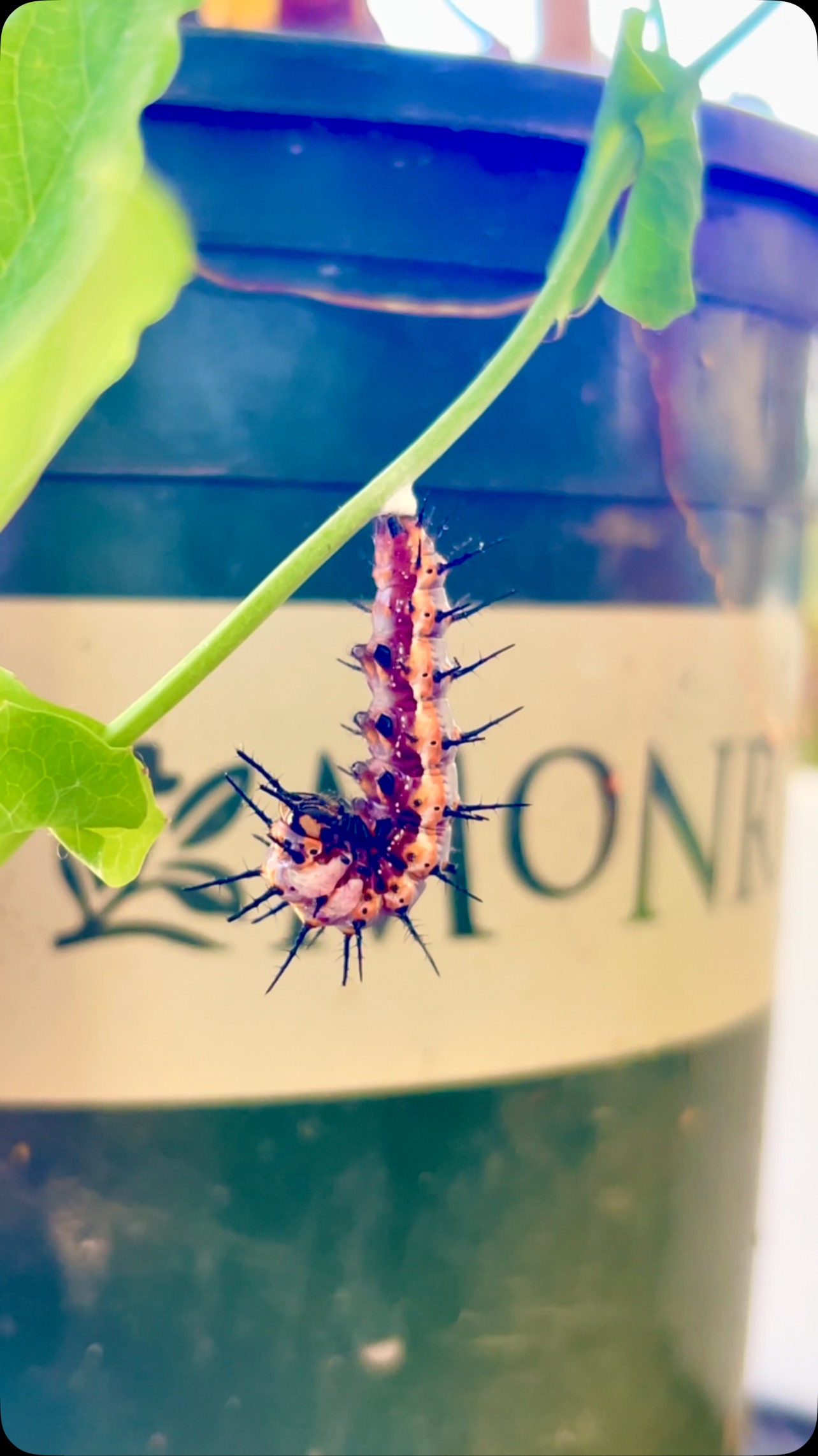 ✨Transformation in progress!✨
This Gulf Fritillary caterpillar is hanging in a perfect J shape — the magical moment right before it sheds its skin and becomes a chrysalis 🐛➡️🦋
Nature’s process is both delicate and powerful — stay tuned for the full transformation!
🌿 #GulfFritillary #ChrysalisStage #ButterflyMetamorphosis #Blackborg #ButterflySanctuary #PollinatorGarden #naturemagicalmoments❤️ #butterflyrelease #butterflysanctuary