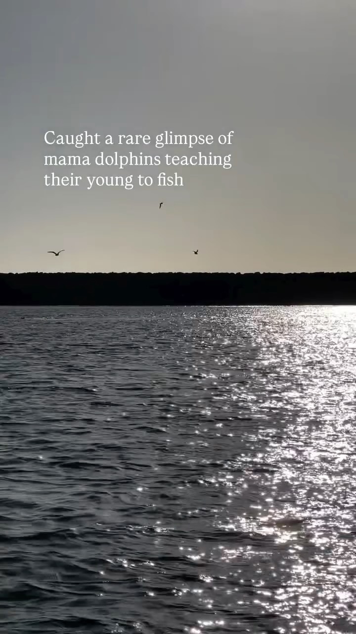 ✨This pod of dolphins was teaching their little ones how to hunt — a rare and beautiful glimpse into ocean life. Nature’s classroom is always in session out here. 🌊💙 #CoastlineSafari #DolphinDiaries #Oceanside