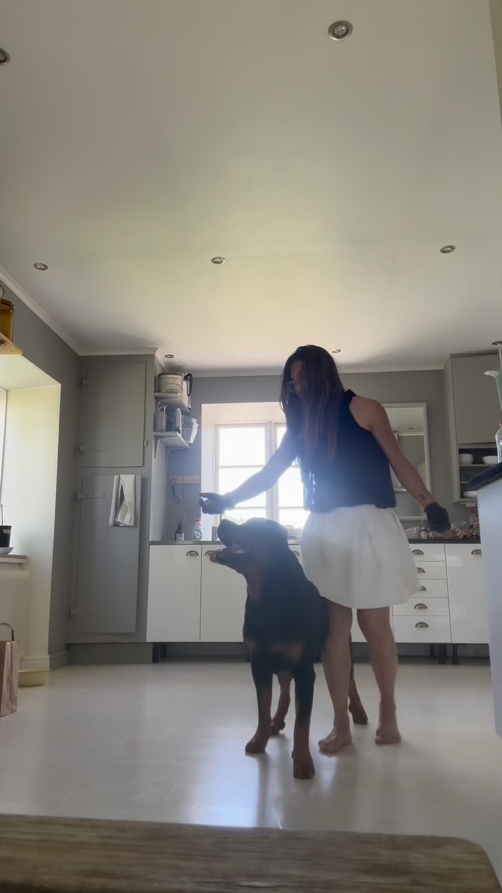 Mini training sessions in new places – Gotland edition
Our vacation wasn’t just about rest and swims – we also snuck in some short training sessions here and there: in the garden, by the water, and indoors.
We focused on @stsk9 elements:
✅ Focus heel
✅ Contact heel
✅ Source focus
✅ Switch
Each session lasted just 5–10 minutes and was completely ”unplanned”. Normally, mum prefers structured sessions with clear goals though this time it was all about keeping it relaxed and pressure-free. 😅
💡 Training tip:
You don’t need a big space or a long session. Ten focused minutes in a new environment can be more valuable than a full session at home.
Why not weaving in training wherever you are on vacation, in the woods, on your walk or in the backyard
konto:
#rottweiler_feature #dogtrainingjourney #eccotherottie #stsk9 #stsk9masterviewpath #FocusHeel #STSK9 #SourceFocus #SwitchCommand #DogTrainingTips #TrainingOnTheGo #TrainAnywhere #DogLearning #RottweilerTraining #VacationWithDogs #ShortAndSweetSessions #PositiveDogTraining