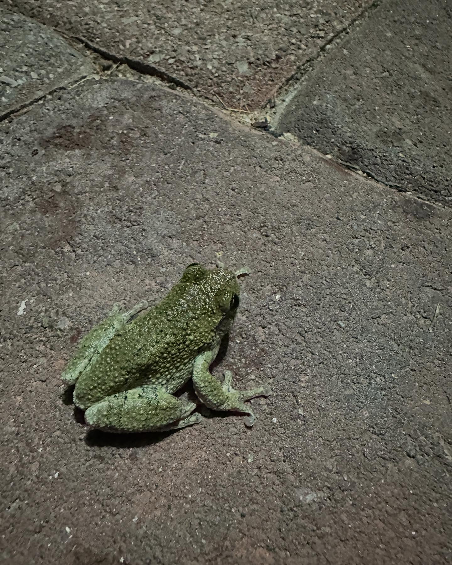 I love this time of year when the gray tree frogs serenade with their sweet evening songs!