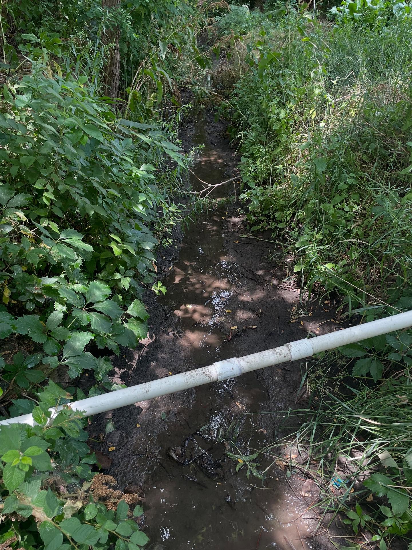 Until this afternoon, the ditch had been empty for over a week. Just down ditch from me, the City Of Denver was doing work on a sewage line from someone’s house and they ruptured an underground section of our ditch. We have some water here and there since then, but it has been very tight until they were able to get it fixed. Thankfully it’s all good now and I will be spending the rest of my Friday making sure everything gets plenty of water.