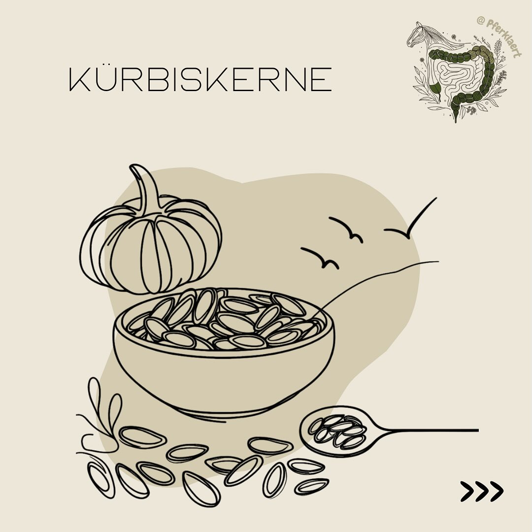 (Werbung) 🎃Kürbiskerne – kleine Kraftpakete für Pferde!
Sie sind nicht nur beim Menschen beliebt, sondern auch in der Pferdefütterung echte Allrounder, wenn man weiß, wie man sie richtig einsetzt.
Kürbiskerne enthalten:
👉 ca. 30 % Protein, u. a. mit Lysin, Methionin, Threonin und Tryptophan
👉 fast 50 % gesunde Fette, vor allem mehrfach ungesättigte Fettsäuren wie Linolsäure
👉 wichtige Mineralstoffe wie Phosphor, Magnesium, Zink, Eisen & Mangan
👉 antioxidativ wirkende sekundäre Pflanzenstoffe wie Carotinoide, Lignane, Phytosterole
👉 Cholin & Molybdän als unterschätzte Mikronährstoffe
🌿 In der TCM (Traditionellen Chinesischen Medizin) werden Kürbiskerne dem Element Erde zugeordnet, wirken neutral bis kühlend und stärken vor allem Qi und Yin. Sie unterstützen die Funktionskreise Milz, Niere, Blase, Leber und Gedärme – besonders hilfreich bei Feuchtigkeit, Hitze, Parasiten oder Herbst-/Winterthemen.
💥 Wirkung & Anwendung:
Bei Geflügel legen Studien potenzielle Vorteile in Bezug auf Immunmodulation, Stoffwechselverbesserung und Krankheitsresistenz nahe (Achilonu et al. 2018).
Kürbiskernöl zeigte bei Entzündungen bei Mäusen signifikant reduzierte und parasitenbedingte Entzündungsmarker um bis zu 75 % senkte (Abdel-Hakeem et al. 2024).
Die Wirksamkeit variiert jedoch erheblich. Eine Studie zur Wurmbekämpfung bei Pferden zeigte eine begrenzte anthelmintische Wirksamkeit: 1 g/kg Kürbiskernmehl war wenig wirksam, 3 g/kg sogar unwirksam (Lima et al. 2020).
Vorteile scheinen die Nährstoffversorgung und die entzündungshemmenden Eigenschaften zu sein. Weitere gezielte Forschung ist erforderlich, um das therapeutische Potenzial von Kürbiskernen für verschiedene Tierarten eindeutig zu belegen.
📌 Fütterung:
Ganze Kürbiskerne (ungesalzen & naturbelassen) können in Mengen von 20–60 g/Tag gegeben werden – idealerweise frisch angequetscht oder geschrotet für bessere Verwertung.
