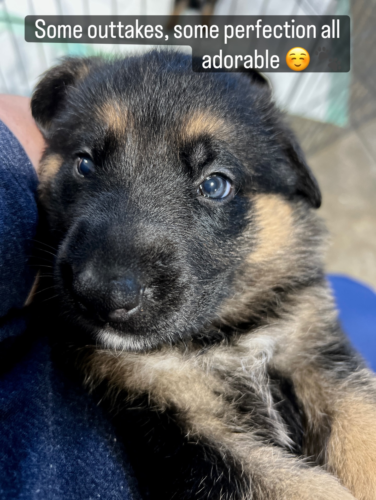 Started strong with one adorable photo⦠and then it all went downhill.
What follows is a chaotic scroll through blurry faces, mid-yawns, mystery limbs, and one pup who clearly misunderstood the assignment. These are the best ones from the sesh.
Because modeling is hard when youāre almost four weeks old and youāve got stuff to do!