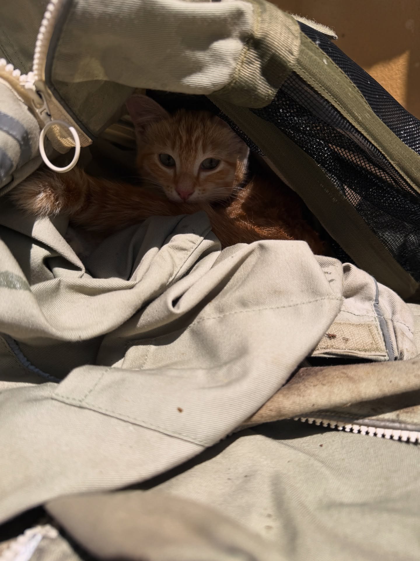 Je crois qu’il y en a un qui s’incruste dans les combinaisons ….
#lemielremyglaise #auvergne_rhône_alpes #auvergnerhonealpes #cat #chat #kitten #kitty #catlover #friend #nature #animal #cats_of_instagram #catstagram #beekeeperslife #farm #chaton #animallovers #healthy #apiculture #apicultura🐝