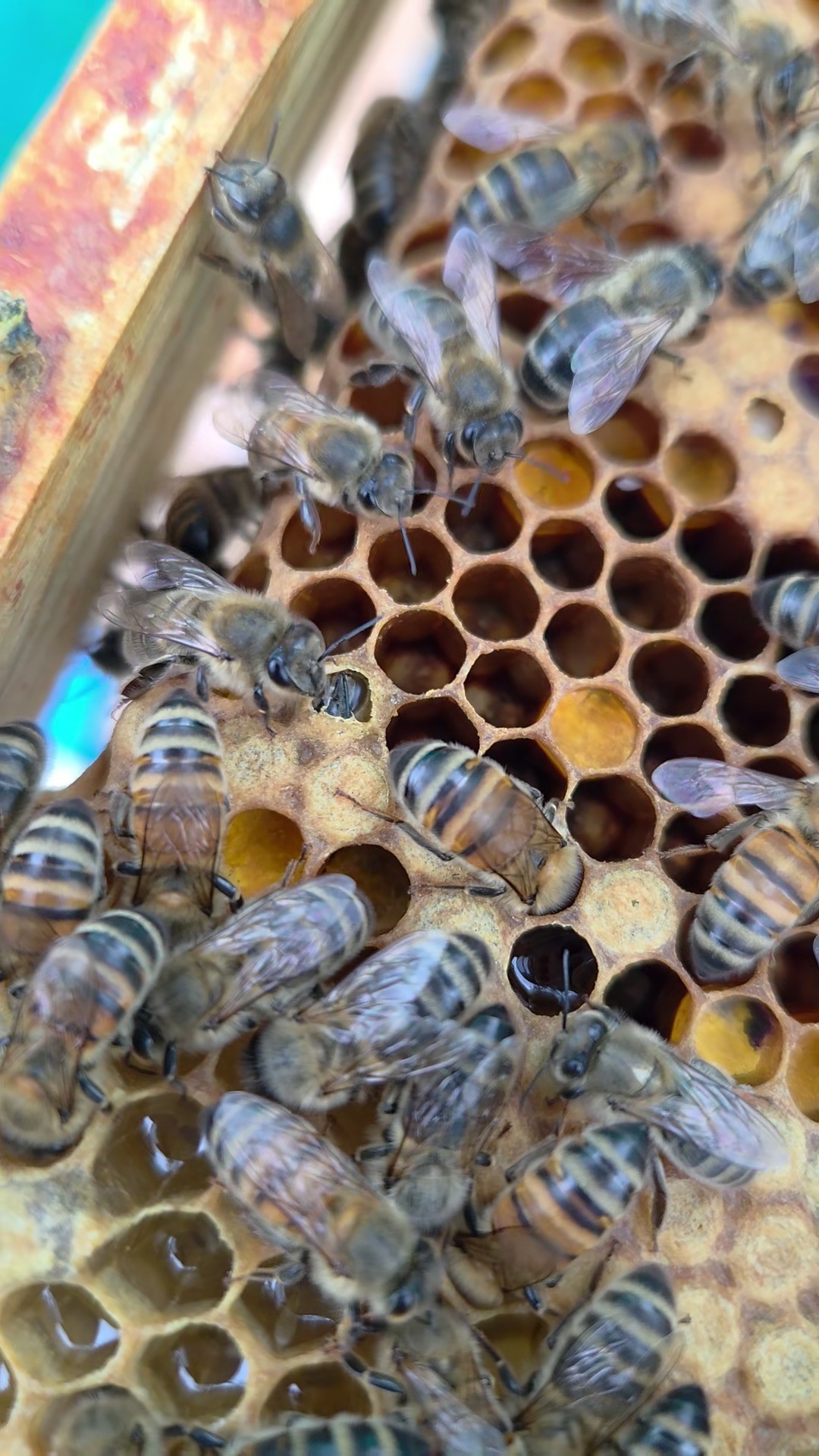 Witness the miracle of life in our hives! ✨ Every day, tiny new worker bees chew their way out of their cells, taking their very first steps (and flights!) into the world. It’s a moment of pure magic watching a baby bee being born and ready to join the colony. Welcome to the world, little one! 🐝
#BabyBee #BeeLifeCycle #NewBeginnings #MiracleOfLife #YorkshireApiaries #HiveLife #NatureIsAmazing #BeekeepingJourney