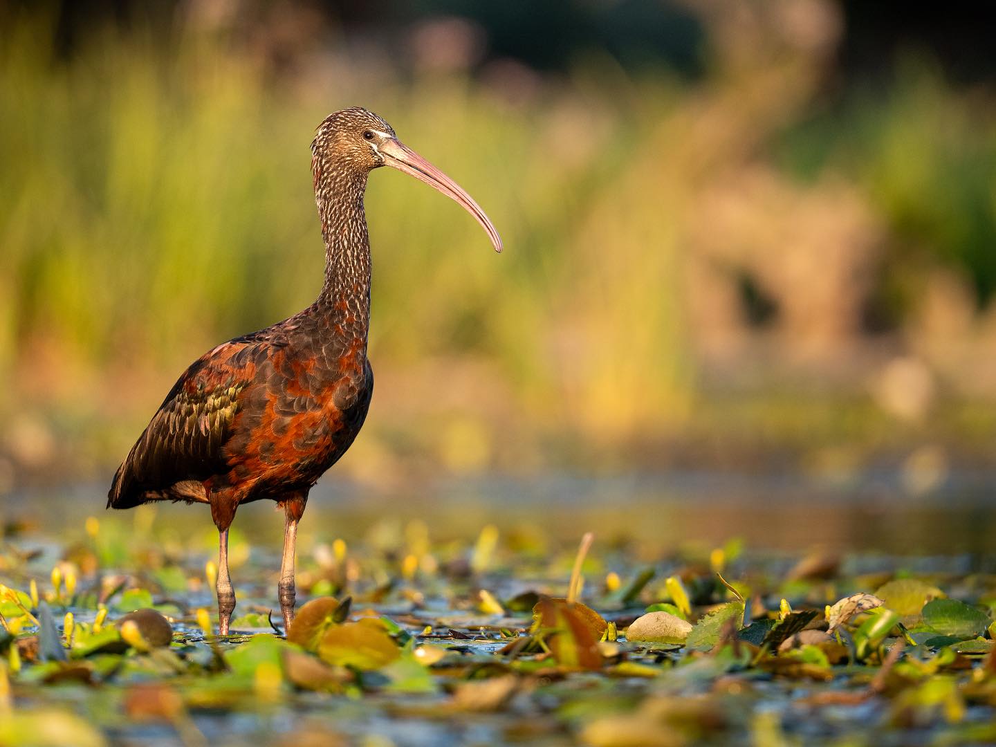 Il nous reste encore 15 jours dans le Delta !
Nous investiguons autour du canal Mila et échantillon le microplastique avant de partir pour la forêt de Letea toujours à bord de Timayou (qui tente tant bien que mal de se faufiler dans le Delta)
Bon, il s’envase souvent mais il suffit de le pousser les pieds dans l’eau pour le débloquer et repartir de plus bel.
—-
Il est là, l’Ibis falcinelle, entouré d’échasses blanches
L’ibis falcinelle ne passe pas inaperçu : il a un bec arché rose pastel, un plumage rouge métallique qui brille au soleil 🌖🔥bref il est sublime !
Après de longues heures d’affût et une sangsue à la hanche l’ibis s’est ENFIN posé sur des nénuphars jaunes pendant de longues minutes ✨🌿
#oiseau #wetland #zonehumide #ornithologie #ornitology #expédition #nature #explorations #sailing⛵️ #ibisfalcinelle #delta #danube #photographieanimalière #photographieornithologique #wildlife #wildlifephotography #microplastique #fleuve #pollutionfluviale
@ramsar_france @lpo.paca @station_marine_concarneau_mnhn @salamandre_media @ofbiodiversite @museum_var @lafondationiris @oceaneye_ch @rexdan_ugal