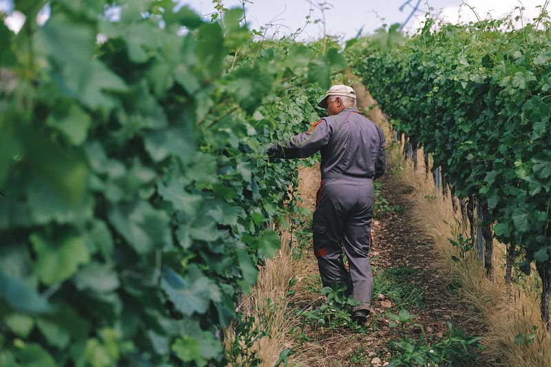 HEFTEN 🍇
Aktuell sind wir dabei, die jungen Triebe im Weinberg zu heften. So bekommen die Reben genug Luft und Licht, wachsen stabil und legen die Basis für gesunde, aromatische Trauben. ☀️🌿
#heften #weinberge #lorenzundsoehne #natur #reben #winzer #naturliebe #arbeitimgrünen #wein #naturprodukt #trauben #sonne #beeren #schönsterberufderwelt