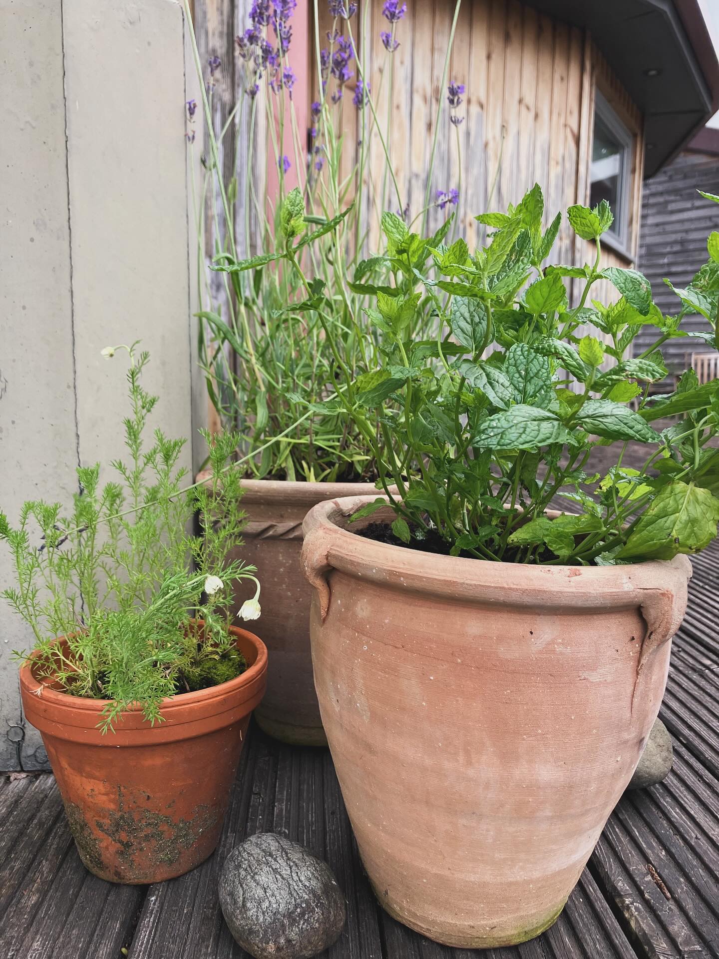 Summer is blooming here at The Hut, welcoming families to sessions with soothing, brightening and grounding lavender, mint and camomile #sensorygarden #sensations #sensoryplay #playtherapy #creativetherapy #insideoutsidetherapy #familywellbeing #childmentalhealth #adolescentmentalhealth