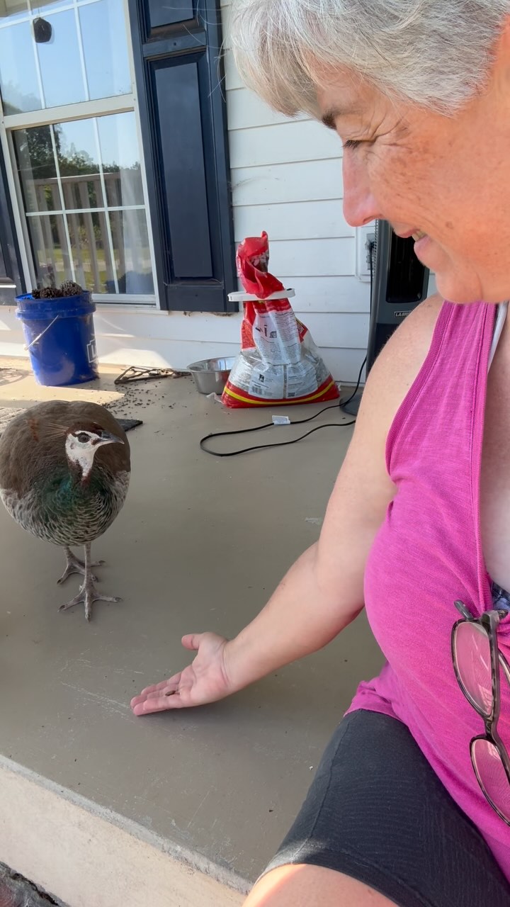Emmy is still here (she showed up on the 4th) and she seems to like it here. Today she ate from my hand for the first time. She gets along with the cats and dogs and chickens, but the guineas like to chase her. So far she eats cat food and bird food… if she decided to stay permanently i may need to figure out what she should be eating. So far the @temptationscats treats are the favorite treat around the farm for the dogs, cats and birds 🤪#farmlife #peacock
