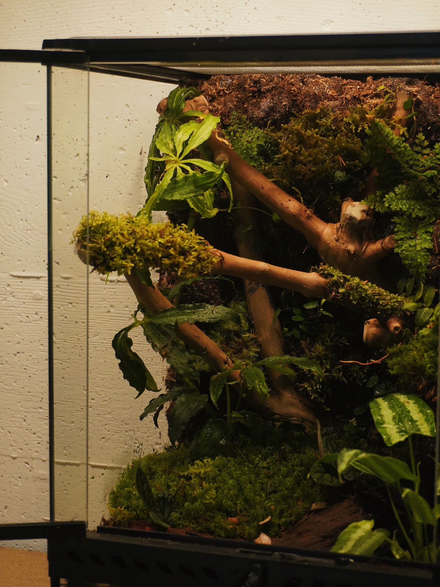 What you’ll create and take home in our Vivarium Workshop - a living ecosystem in a giant glass world.🌿
#vivarium #vivariumbuild #vancouverplantshop #learningnewthings #plantlover #plantthreapy