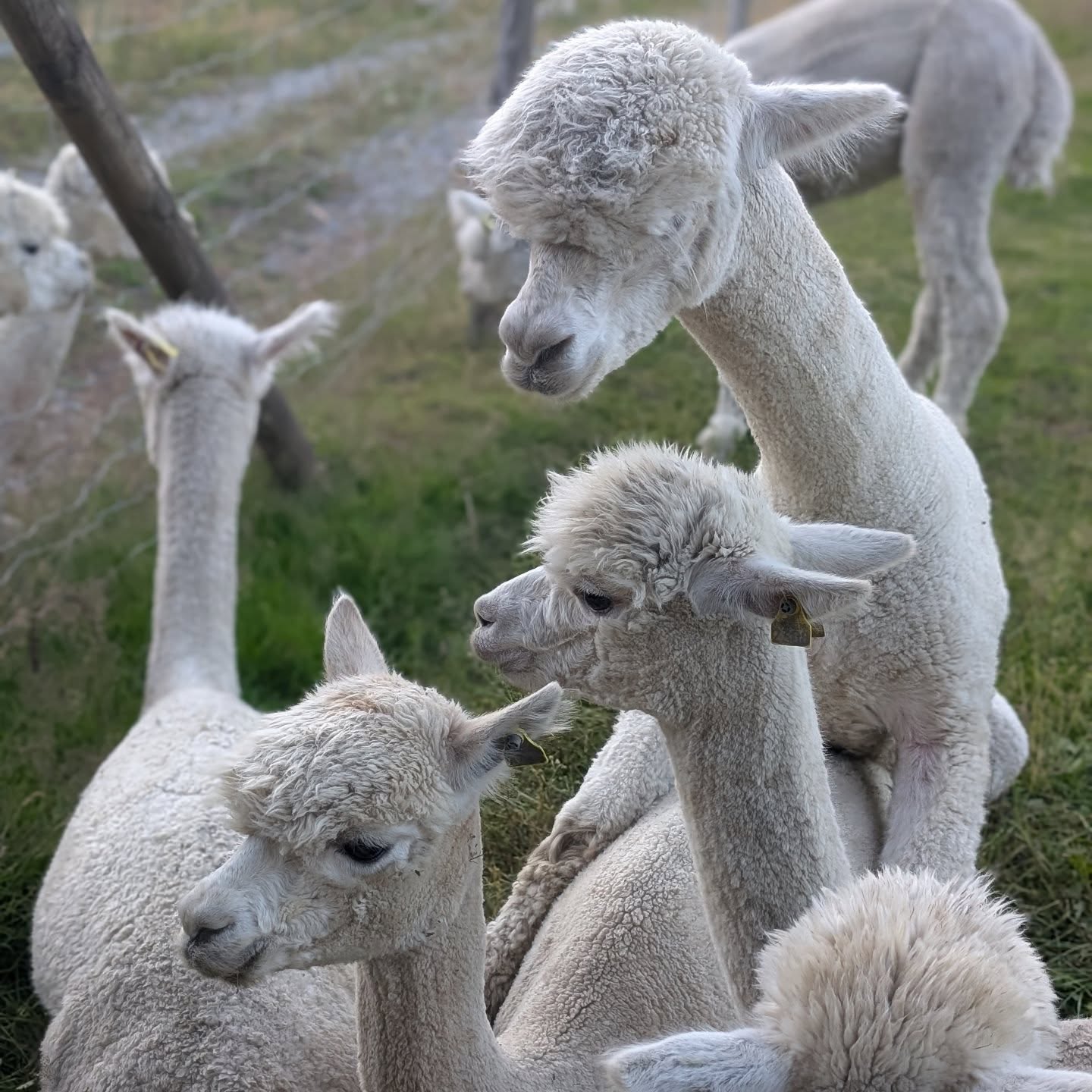 Stoneleigh Federer på bedekningsferd hos oss på Enghaugen 💙
Lisette er den utvalgte i kveld. Federer er en nydelig hingst og er en gentleman med hoppene 🫶🏼
Takk til @alpakkahagen 🤗.
.
#alpakka #alpaca