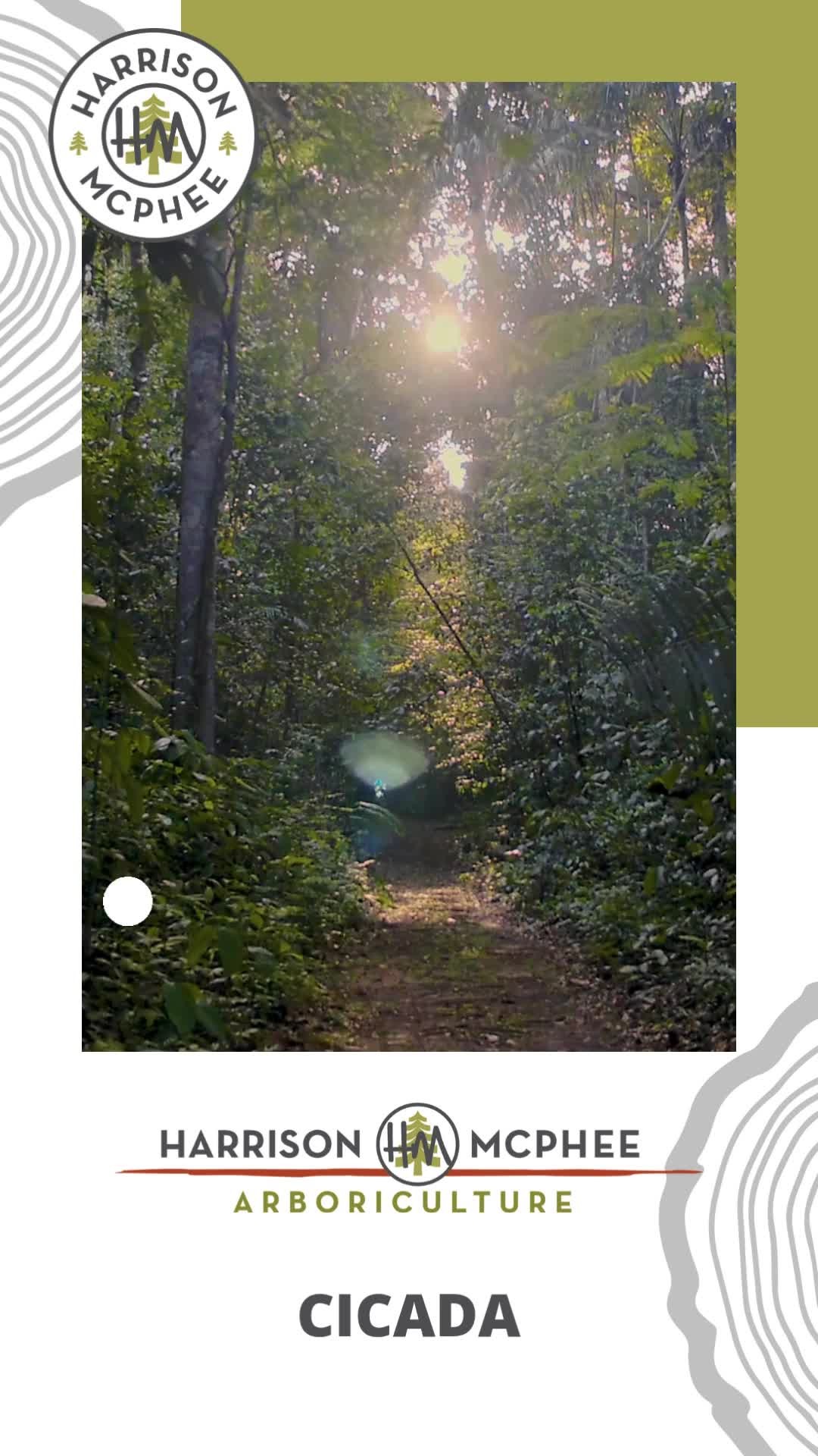 While filming another Walk With the Arborist, Scott noticed cicadas on the trunk of the tree. See how they change as their soft, newly emerged bodies harden over time.
*
*
*
*
*
#nextgenarborist #lovemyjob🌳 #outdoorlivingspaces #forestbathing🌲 #forestbathing #arborists #arborist #arboristlife #outdoorcareers #treepreservation #treepreservationforthenextgeneration #outdoorliving #ilovenaturewalks #industrialathlete #industrialathletes #treepruning #landscapinglife #planthealthcare #planthealthcarespecialist #treecareprofessional #treecareprofessionals #massachusettsarboriculture #backyardliving #plantatree #urbanforest #urbanforester #pruningseason #treecarespecialist #treecareindustry #brooklinetrees