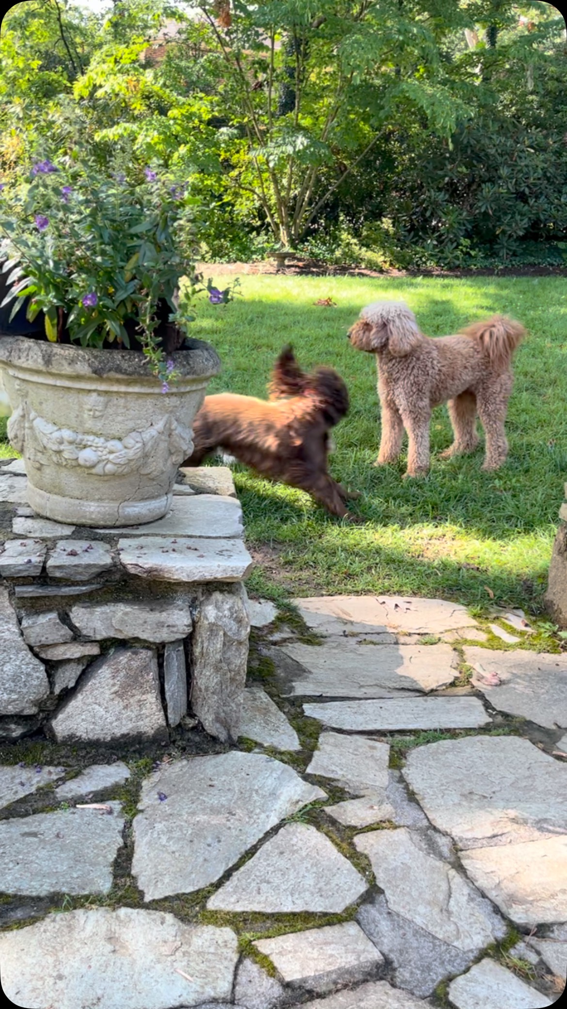 Referee Otis called for a timeout! Too many paws in the air - penalty is a sit & stay with a nose boop.
#petsitter #asheville #dogsitter #doodle #springerspaniel #labrador #yorkie #timeout