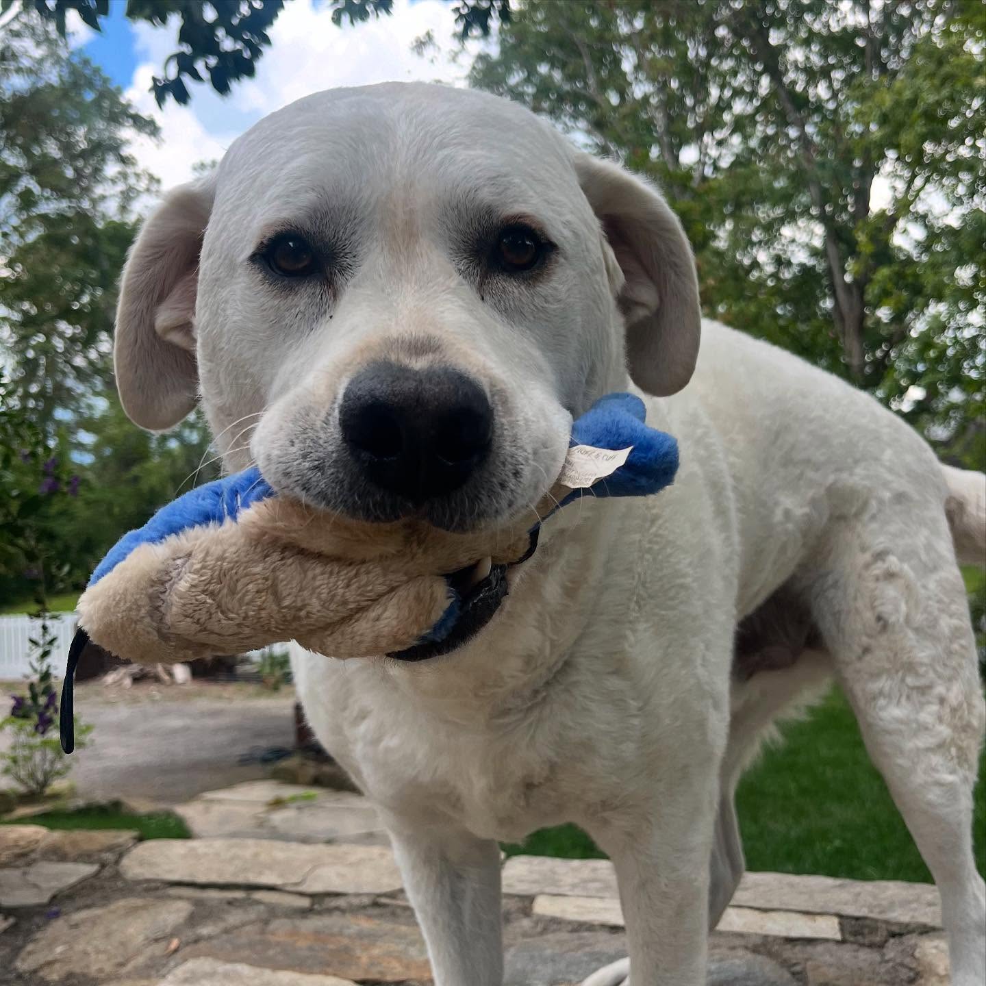 If you’re looking for a party, look no further than Mabel & Winston! This was a 15 day continuous celebration of life!
Mabel has the fastest wiggles I’ve ever seen - she wiggles her tail all day. She wants you to know she is happy and she has a toy and she is a good girl! She also likes to sit on your chest and dig her talons into your skin and kiss your face. I accept.
Winston shows his happiness by shoving Mabel out of the way and demanding pets and belly rubs and kisses and cookies. Watch your fingers when it’s snack time - he is VERY excited about snacks! Winston is also a very very good boy!
Despite Mabel being a mole serial killer and destroyer, and Winston eating poop - they are the sweetest and most partylicious pups I know! Nobody’s a stranger to Mabel & Win-Win!
Love you guys! See you again soon, besties!