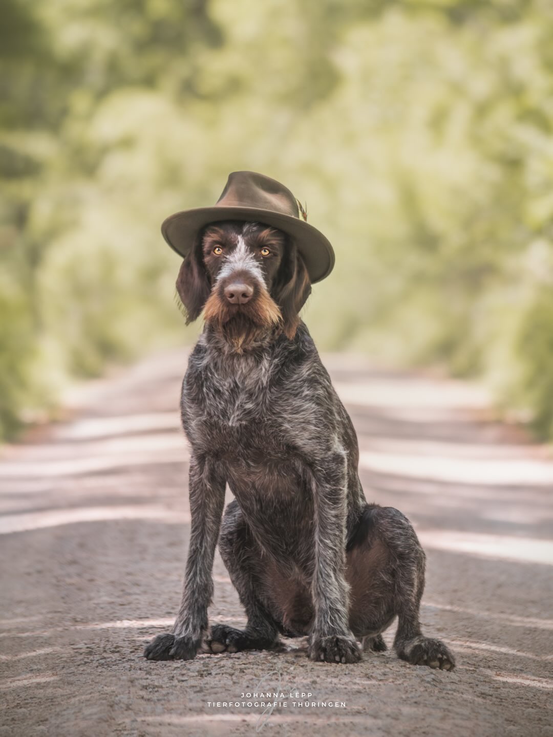 THEO 🤎💚
Wir haben letztens einen richtig schönen Waldspaziergang gemacht und Theo & Melissa waren so süß vor der Kamera. Das Wetter hat gepasst und die zwei haben echt alles gegeben. Es sind so viele tolle Bilder rausgekommen 🥹🤗☀️
•
Du hast Fragen oder möchtest direkt ein Shooting buchen? Meld dich gern 🌸
📧 info@tierfotografie-thueringen.de
💻 www.tierfotografie-thueringen.de
#hundefotografie #tierfotografie #thüringen #deutschdrahthaar #ddh