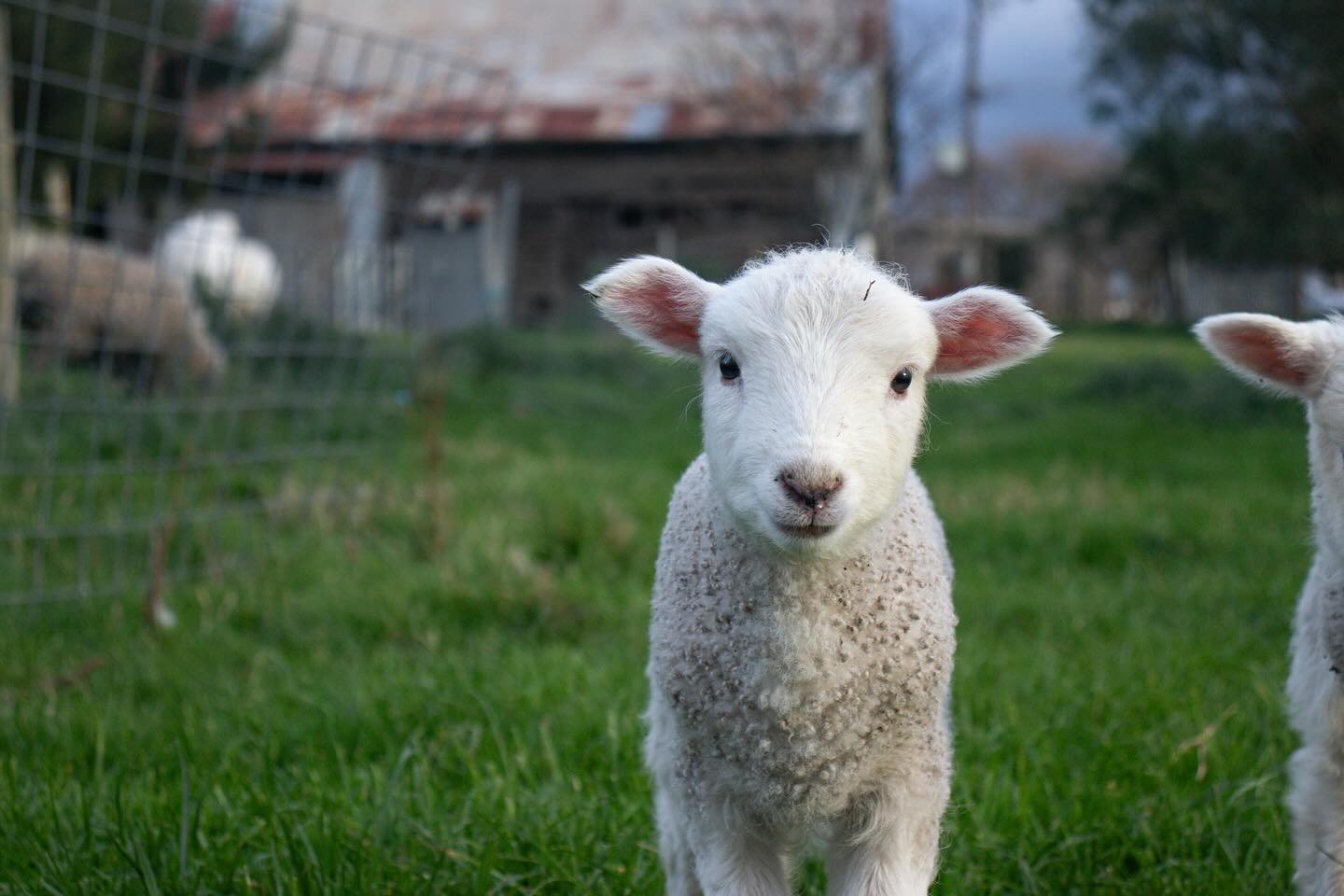 Weekly wine wisdom🍷🍷🍷🍷
Let’s talk about one of the cutest parts of vineyard life: 🐏
It’s actually pretty simple!
They’re natural lawn mowers and fertiliser factories all in one. (And my lil mates)
Here’s why our fluffy friends are so handy:
🌱 They graze between the vines — keeping the grass and weeds down without needing machinery or chemicals.
💩 They fertilise as they go — yep, their droppings help nourish the soil.
💤 In winter, when the vines are dormant, they can safely roam without munching on precious grapes or buds.
So next time you spot sheep in the vineyard, know they’re not just there for the vibes — they’re doing some seriously helpful work!
Ft. My mates at Yering Farm 🐑