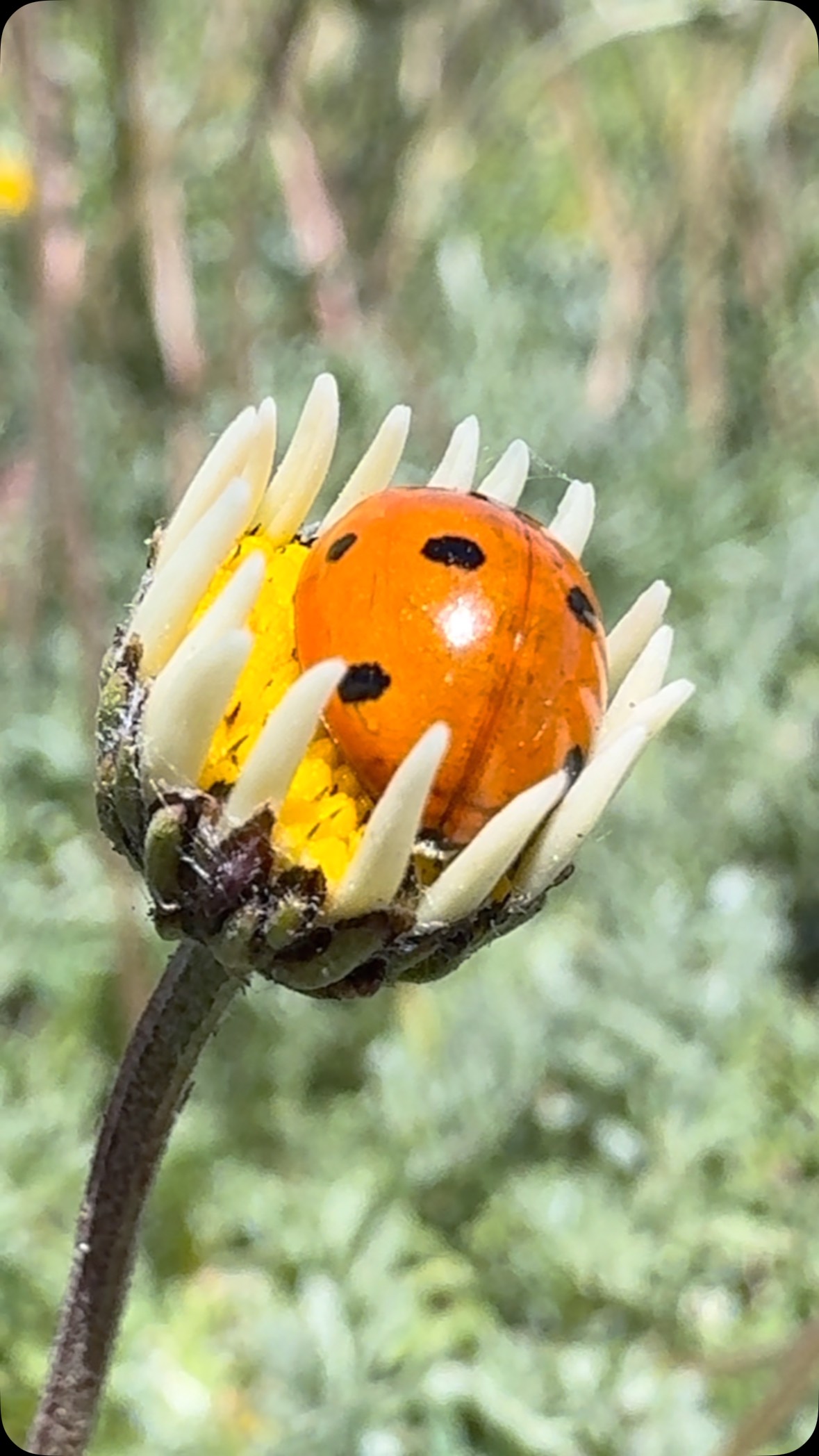 #Etna vibrazioni scorrevoli #sicily #volcanoes #sicilia