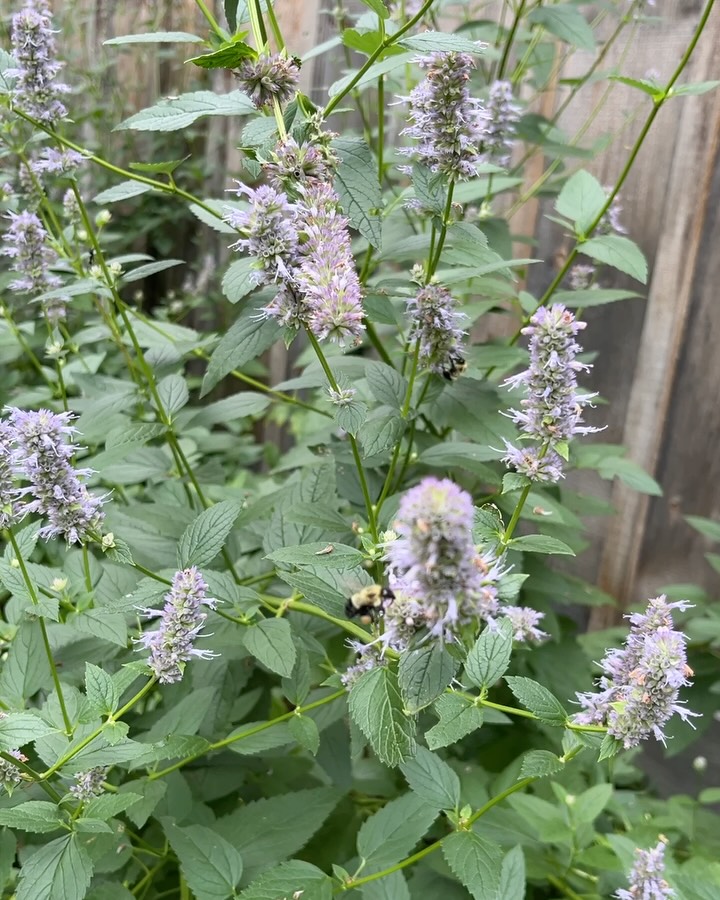 Oh what peace the gardens can bring….
When life gets crazy and my brain turns into a spinning wheel of doom the garden always brings me back to the present moment… if I let it.
My favorite people, my animals, and my gardens ground me.
I’m grateful for the beautiful sights and sounds of summer on the farm.