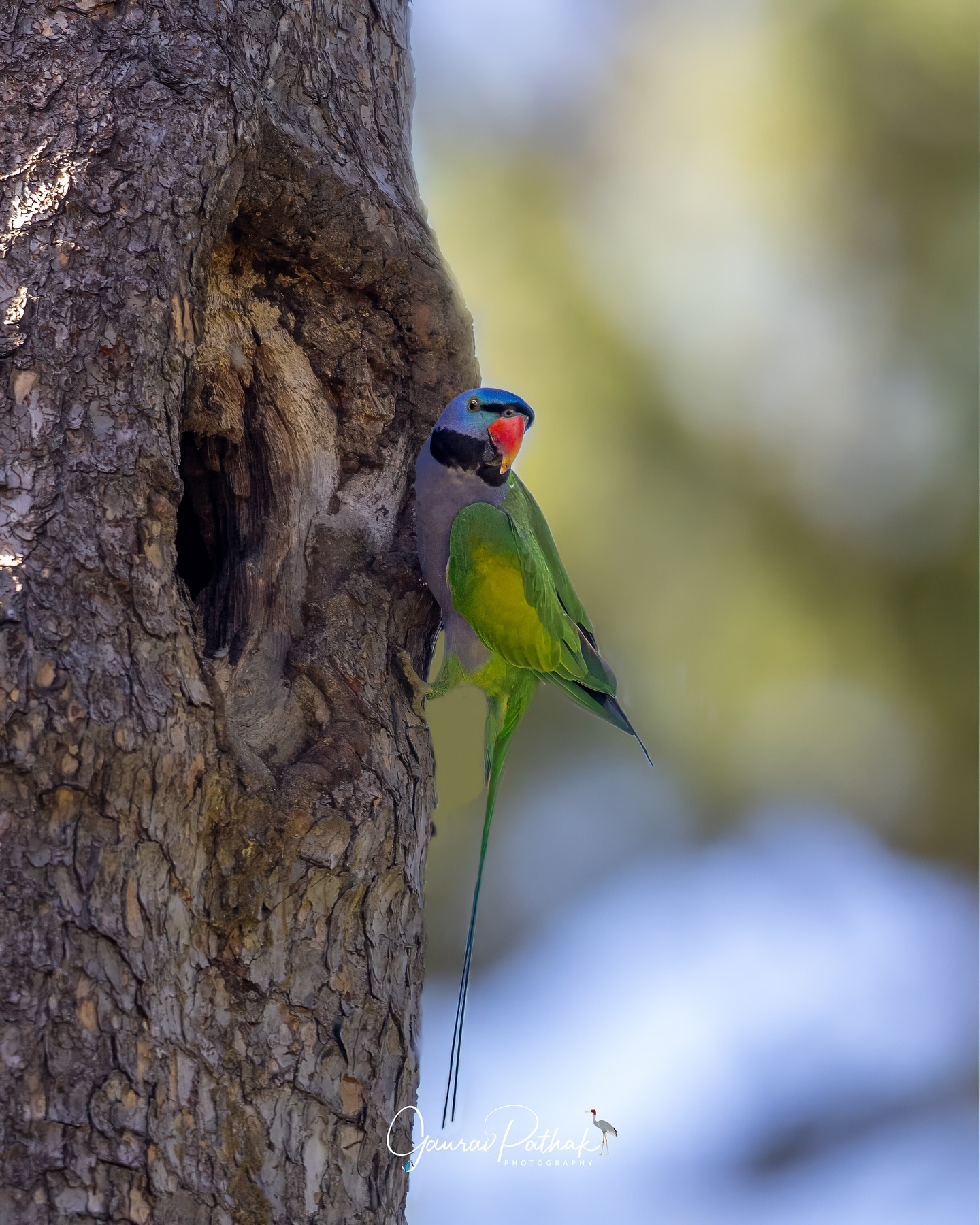 Derbyan Parakeet (Psittacula derbiana) – A bird of borderlands, both in name and in nature. Named after the Earl of Derby, a 19th-century British naturalist, this striking parakeet is mostly found in southern China and northern Myanmar—but just barely crosses into India. And it was here, at the edge of range and map, that we found them.
A pair in tall pines, the female tucked into a hollow, the male flying circuits with quiet purpose—bringing food, vanishing, returning again. No fanfare, no drama. Just a simple, repeated act of care, unfolding within earshot of a river that marks a border and under skies shared by two nations. In a place shaped by history, this moment belonged only to the forest
.
Location - Walong with @aviantrails
Shot on Canon R5
Canon RF600mm F4 L IS USM
ISO 1600
f/4
1/1250s
.
#canonrf600mmf4 #animalplanet #kings_birds #bbcearth #birdphotographers_of_india #bbcwildlifepotd #best_birds_of_ig #birds_captures #bestbirdshots #bird_brilliance #birds_adored #canonasia #canonedge
#capturedoncanon #birds_nature #discoverychannel #discoverychannelindia #earthcapture #canwithcanon #photoscapeofthemonth #morebirdpics #natgeoindia #natgeoyourshot #nature_brillance #ssptalenthunt #nuts_about_birds #planetbirds #raw_birds #your_best_birds #yourshotphotographer