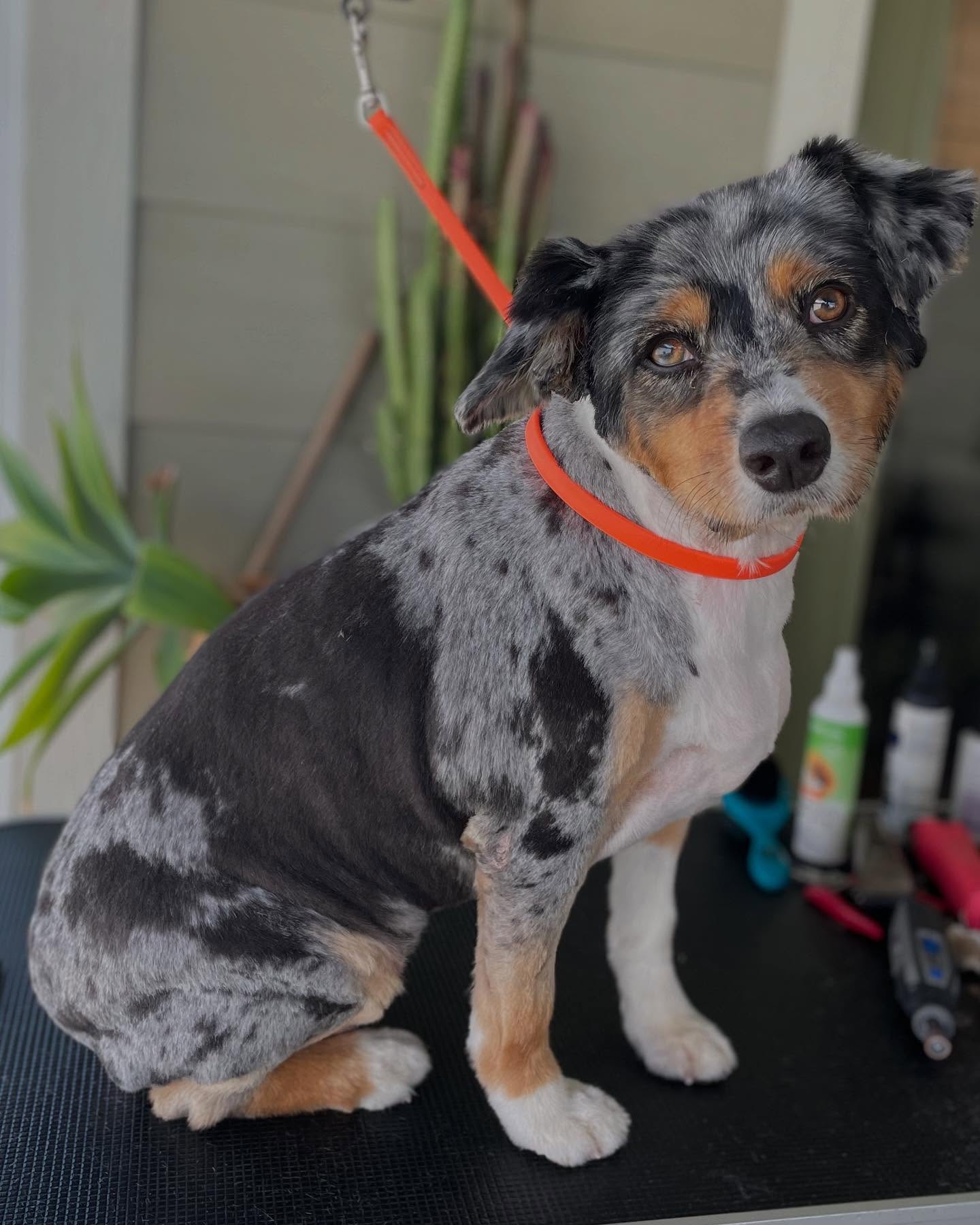 This sweet Aussie was shaved down per owner’s request — and while shaving double-coated dogs isn’t something we typically recommend, we always respect every pet parent’s decision!❤️
🐕 We know there are plenty of reasons beyond looks why someone might choose this route: medical needs, severe matting, skin conditions, or just what works best for your pup’s lifestyle. 🐶 💜
No matter the reason or the haircut, one thing stays the same — every visit is treated with care, patience, and love. We’re here to make grooming as stress-free and pampering as possible, every single time. No judgment here!🐾🛁✨
#HoundsToothSocialClub #AussieGrooming #DoubleCoatedDogs #DesheddingNotShaving #FearFreeGrooming #WeLoveYourDogToo #DogGroomingWithHeart #MauiDogWalking #MauiHi #Maui #MauiDogs #Dogs #DogGrooming #MauiDogGrooming #MobileDogGrooming #MobileDogGroomer #AtHomeDogGrooming #DogMom #Puppies #DogDad #LongBeach #SoCal #LBC #CA #Lb #LBCDogs #LongBeachCalifornia #BixbyKnolls #Lakewood #DogsOfInstagram