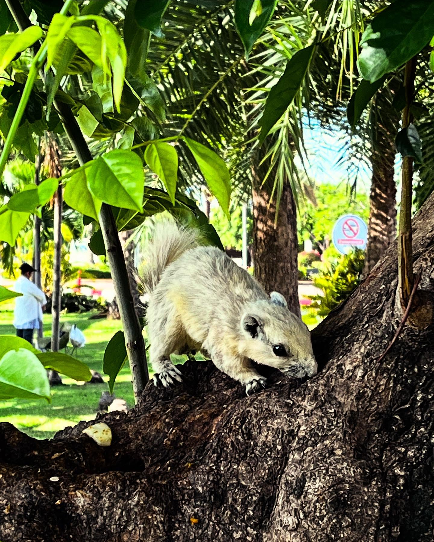 NK / ISAN 2025
🥵
#nongkhai #adv #finlaysonsquirrel #backpacking #ᴘʜᴏᴛᴏᴅᴜᴍᴘ #kidneytransplantrecipient #fsgs