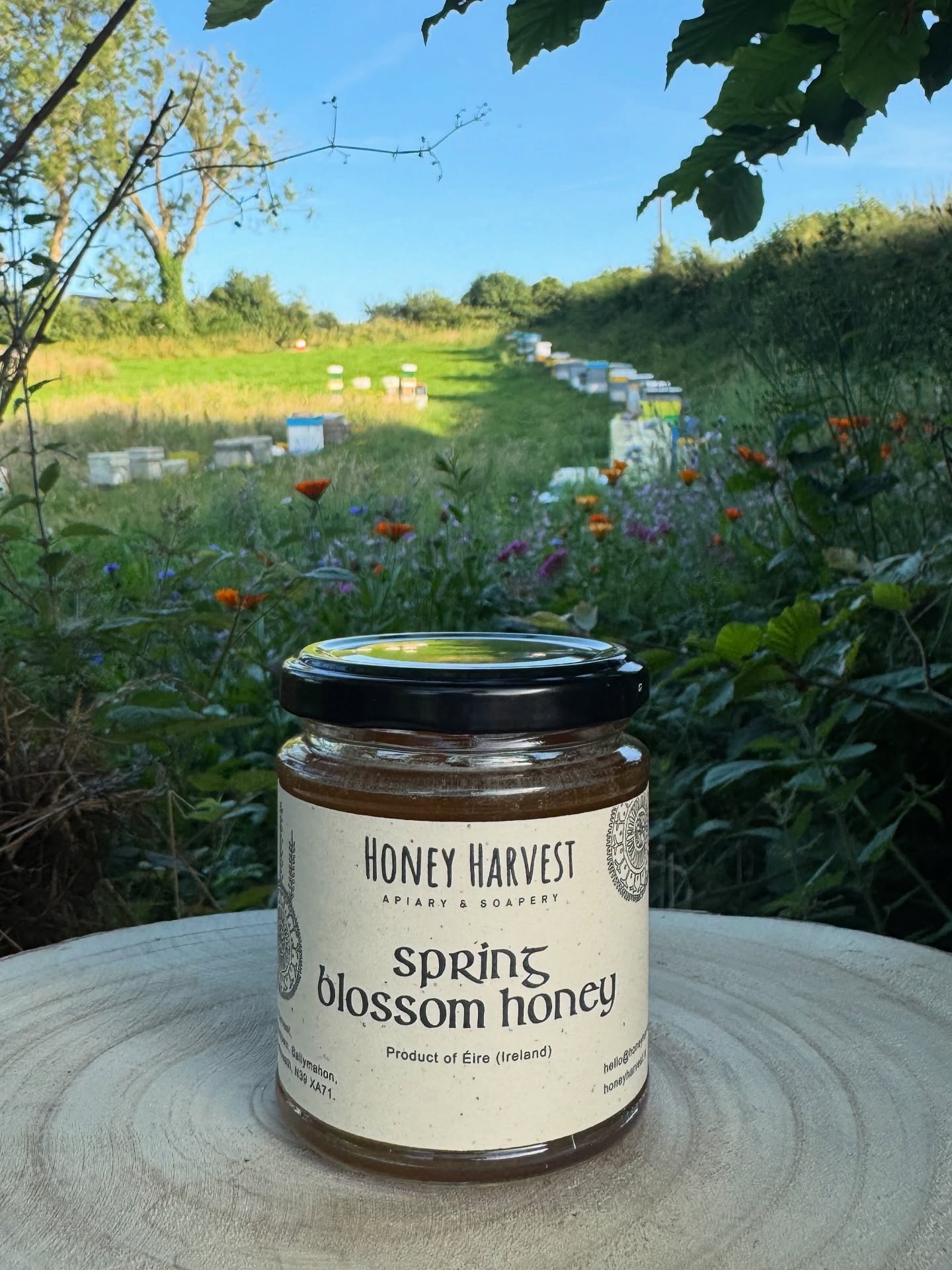 What do you see in this photo?
A jar of honey? 😉
A piece of nature?😊
A wildflower field?😍
Or maybe… a little paradise made for bees? 🐝🌸
This is my spring blossom honey.
Collected gently by my own bees.
Raw. Unprocessed. Just as nature intended.
Surrounded by the wildflowers I planted to welcome every little pollinator. 🌼🌿
Look closer. There’s a whole story in this jar.
#HoneyHarvest #rawhoney #springblossom #IrishHoney #beeparadise #wildflowers #fromhivetojar #beekeeperlife #polinators #beesanctuary #beesanctuaryireland
#love #honeylover #irishmidlands