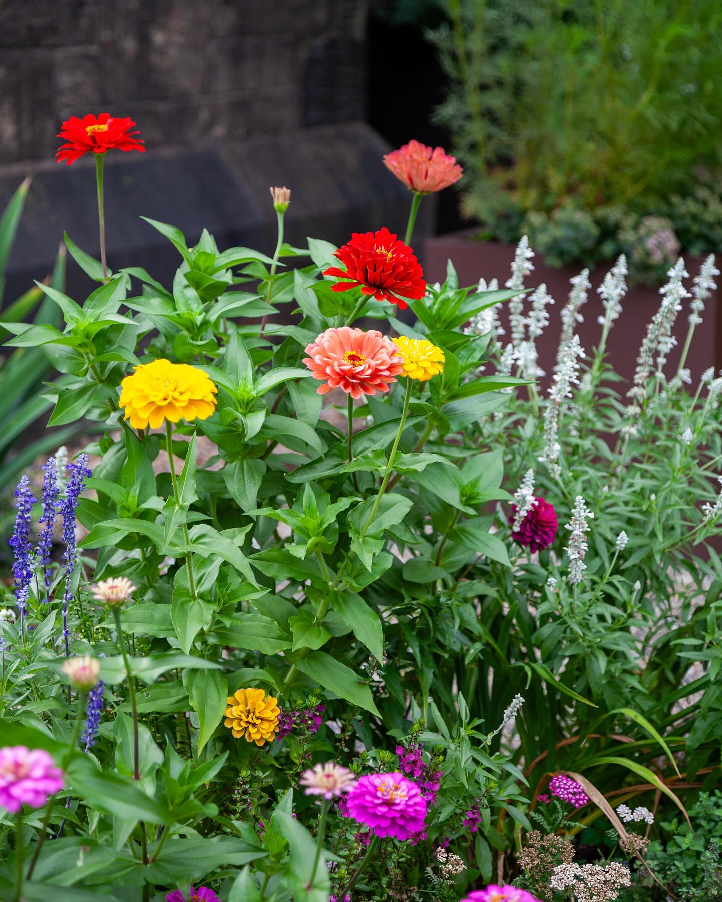Happy #Friyay! Adding a splash of color to your feed with some summery zinnias from our community garden at The Women’s Lunch Place ☀️ 🌺 🌿
.
.
.
.
.
#citygarden #garden #gardendesign #growsomething #gardenlove #boston #backbay #containergarden #gardenstyle #instagarden #landscaping #outdoorliving #outdoordecor #outdoordesign #gardenlife #curbappeal #windowbox #home #bhg #bhghome #bostonhome #rslove #plantlove #igboston #theprettycities #mytinyatlas #summertime #summervibes #zinnias