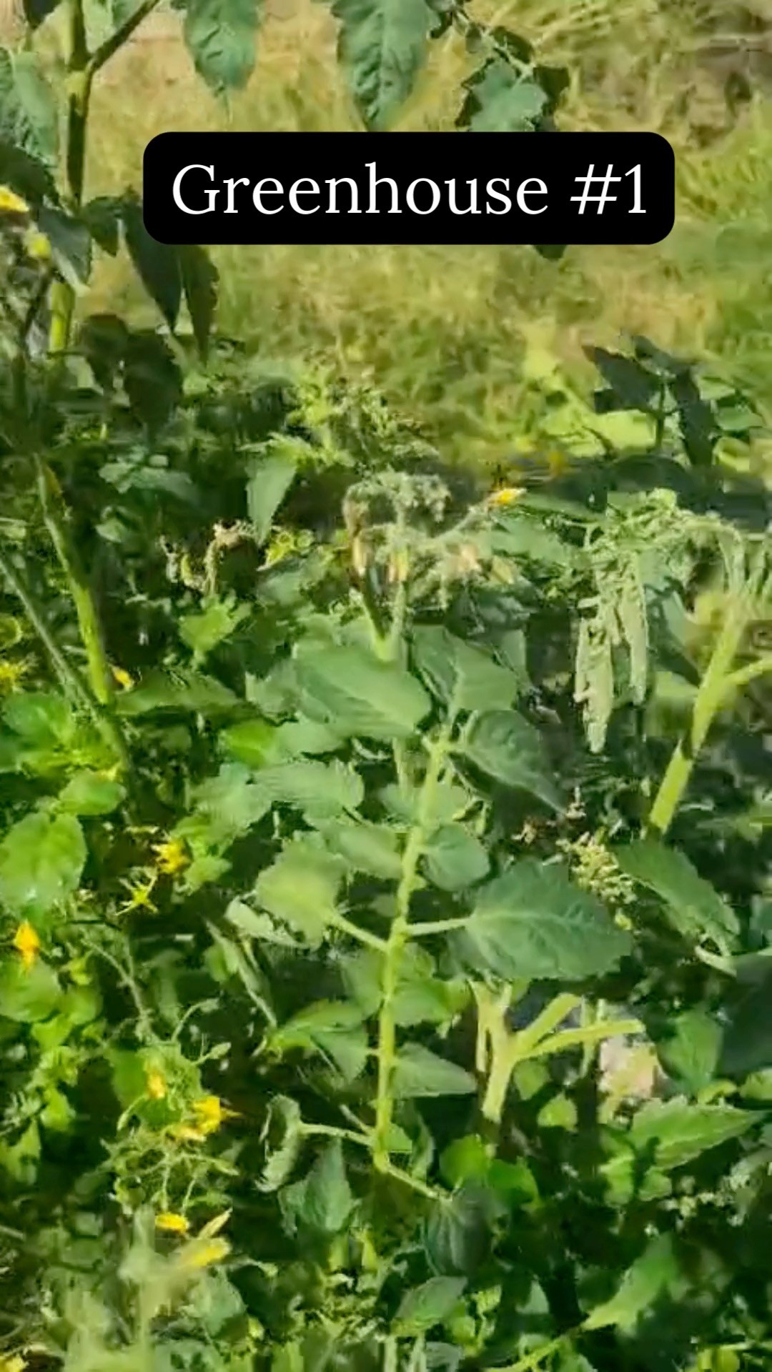 Everything in the greenhouses is bursting into life 🌱 I am thrilled because in the top/#1 greenhouse, I used my own compost for the first time 🤩😍 Give it a go! 😁 Very excited for the tomatoes, peppers and cucumbers that are on their way. Yes, the poppies ended up in the greenhouse because I forgot what they were/lost their label 🙈 I'll leave them there for now because they seem happy! #allotmentuk #allotmentlife #allotmentlove #growyourown #organicgardening #nodig