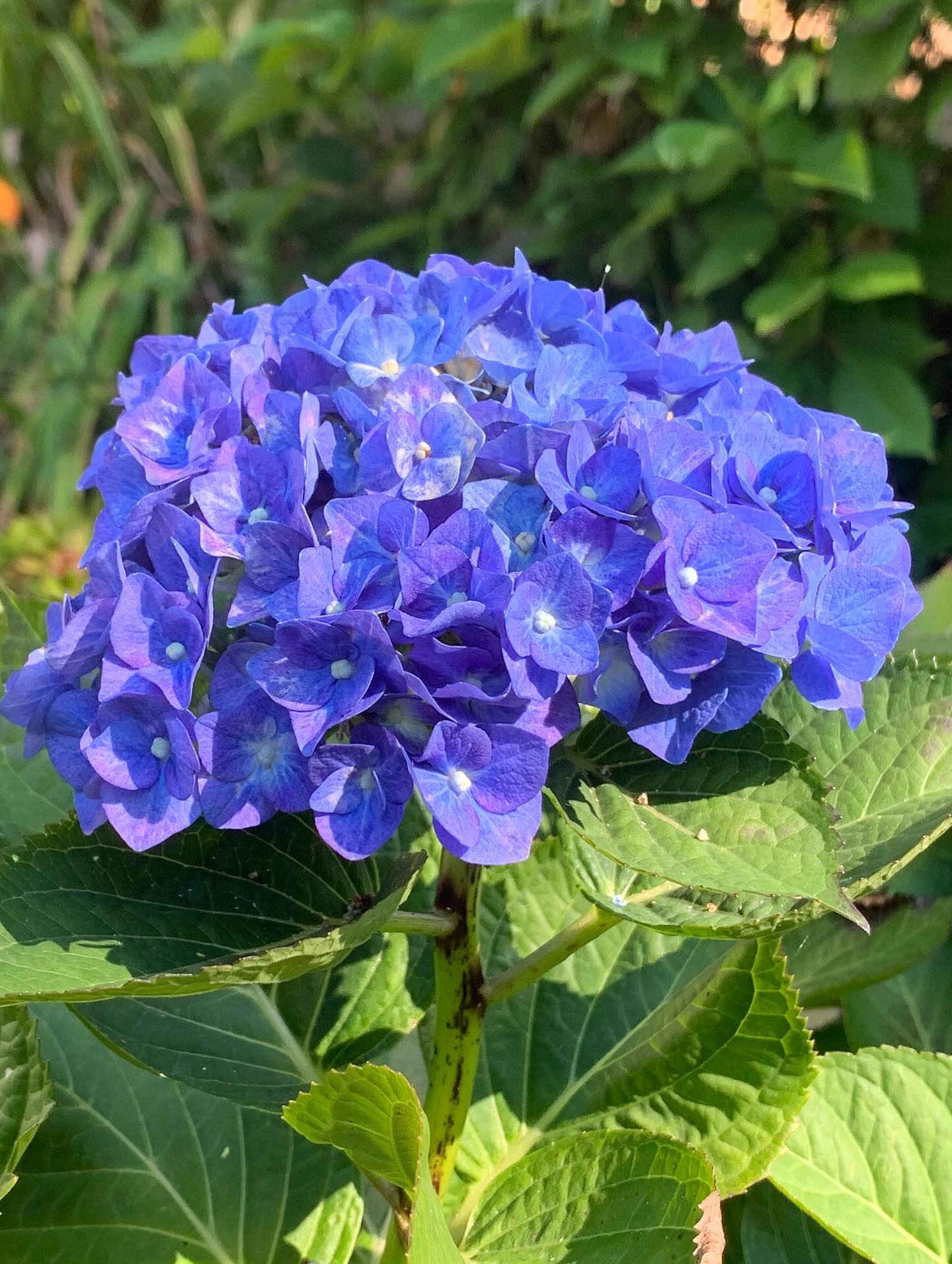 A selection of some of the lovely flowers out at the moment
#highamwoodgardens #gardenertonbridge #gardeningtonbridge #wildflowers #plantloversofinstagram #pollinatorgarden #gardening #gardensofinstagram #englishgardens #beefriendly #plantlife #gardenborder #garden #flowers #gardenideas #summercolour